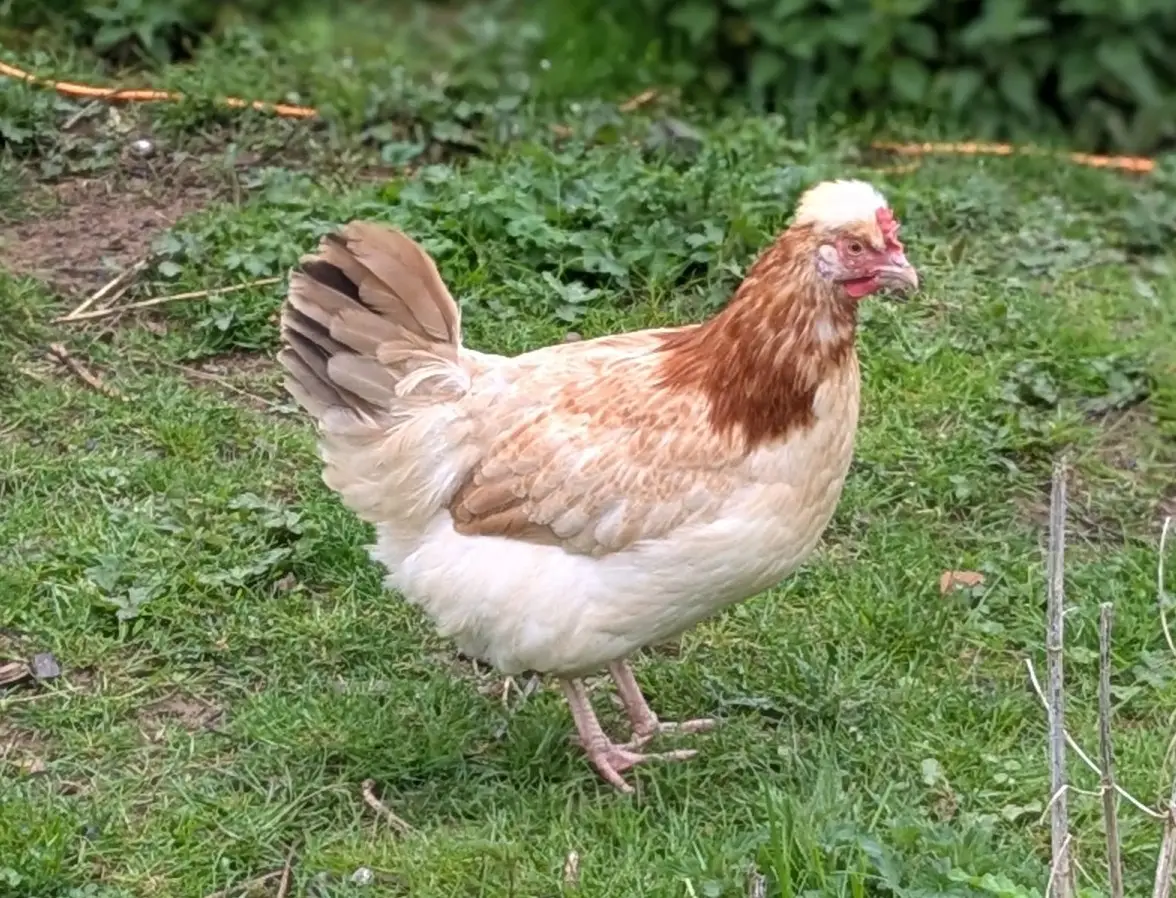 Poules de race Sulmtaler