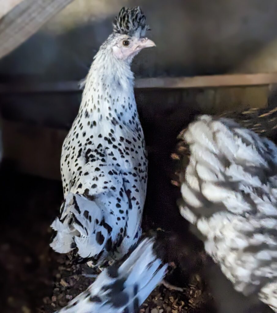 Poule de race Appenzelloise huppée