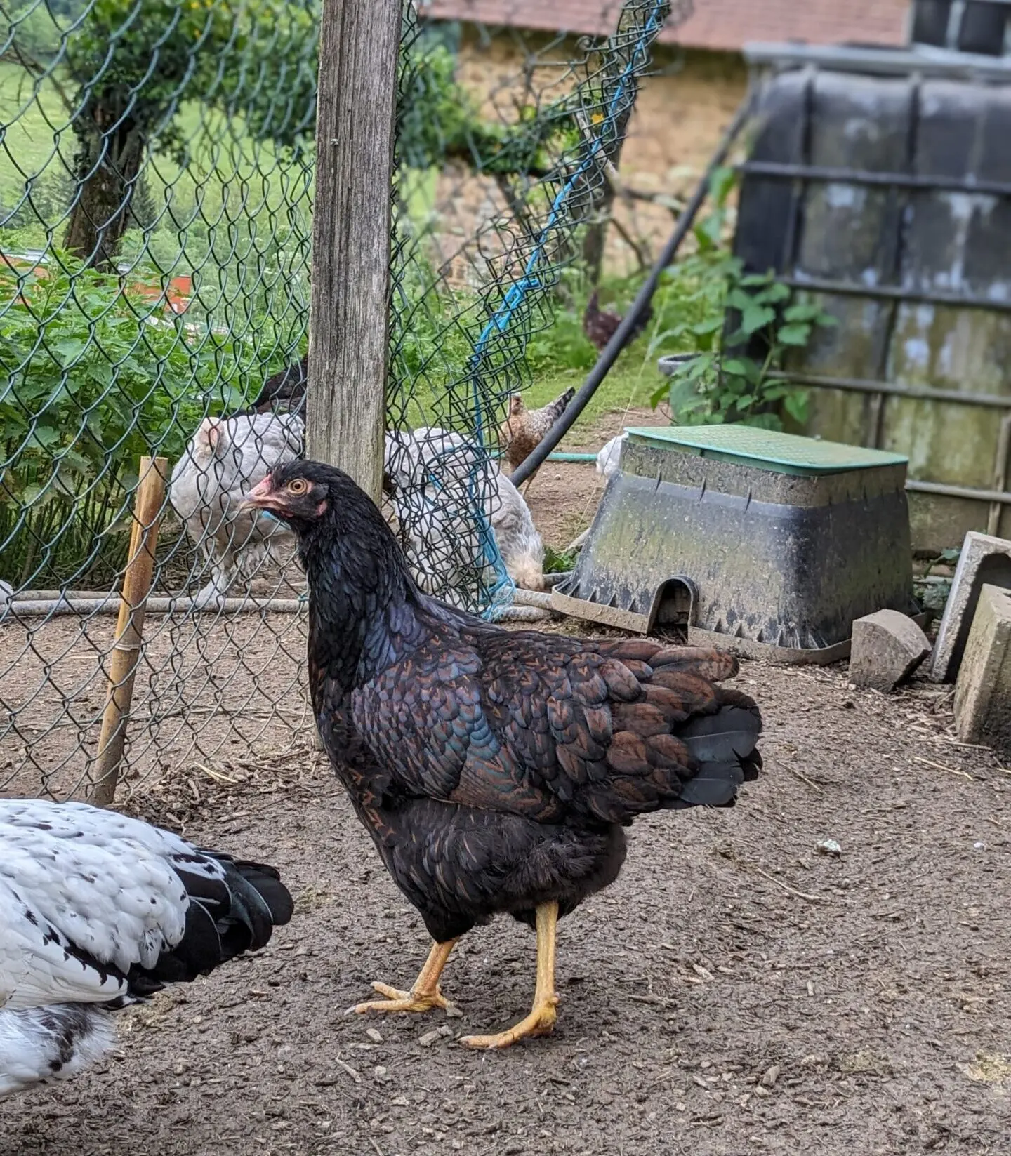 Poules de race Barnevelder
