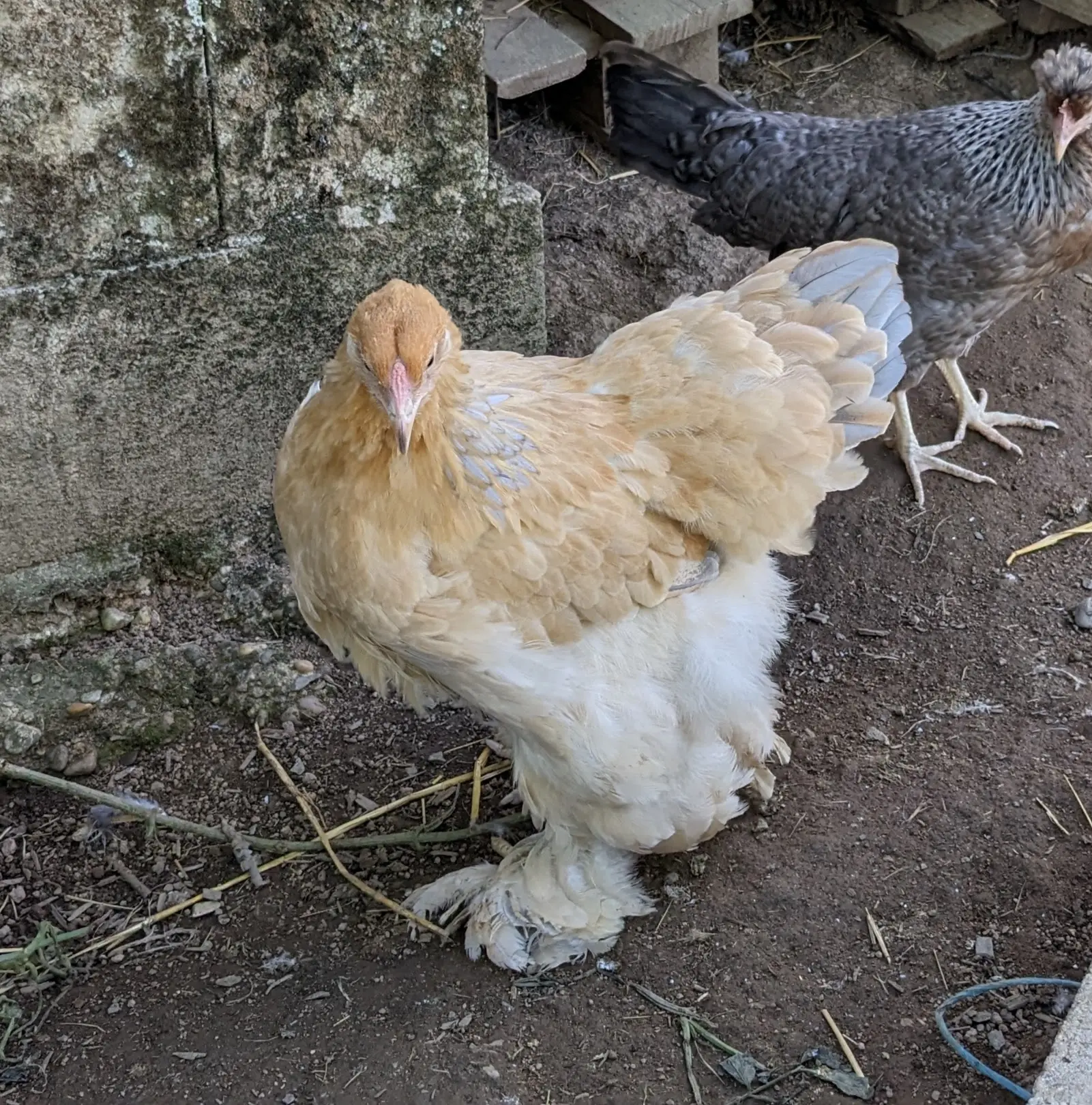 Poule de race Brahma