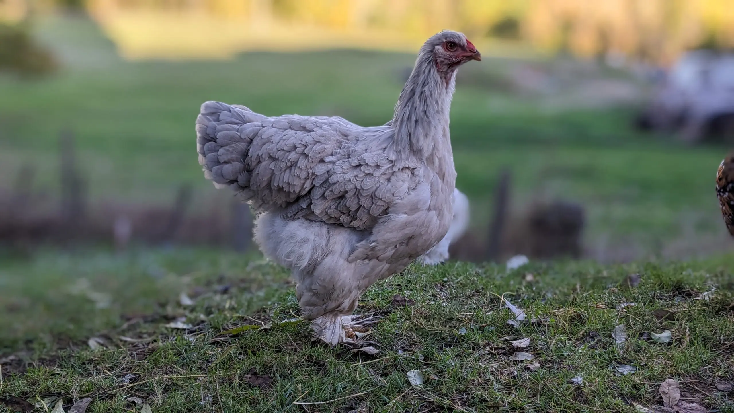 Poules de race Brahma