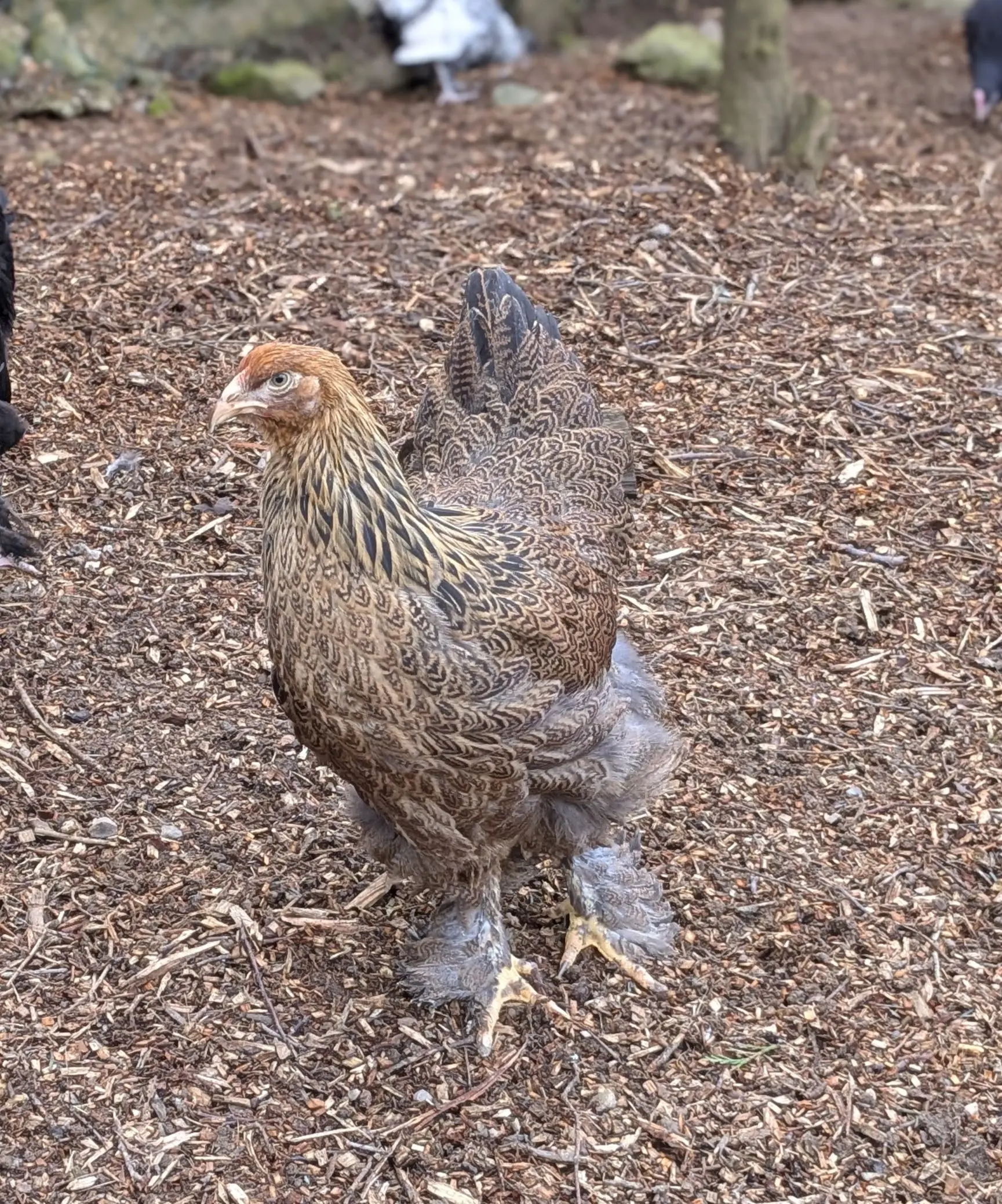 Poule de race Brahma
