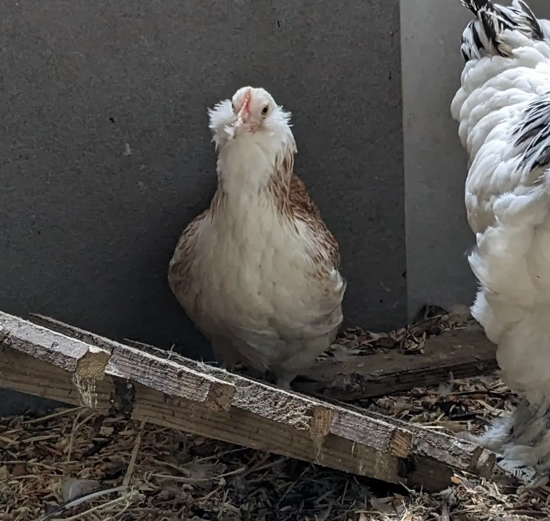 Poules Faverolles naine