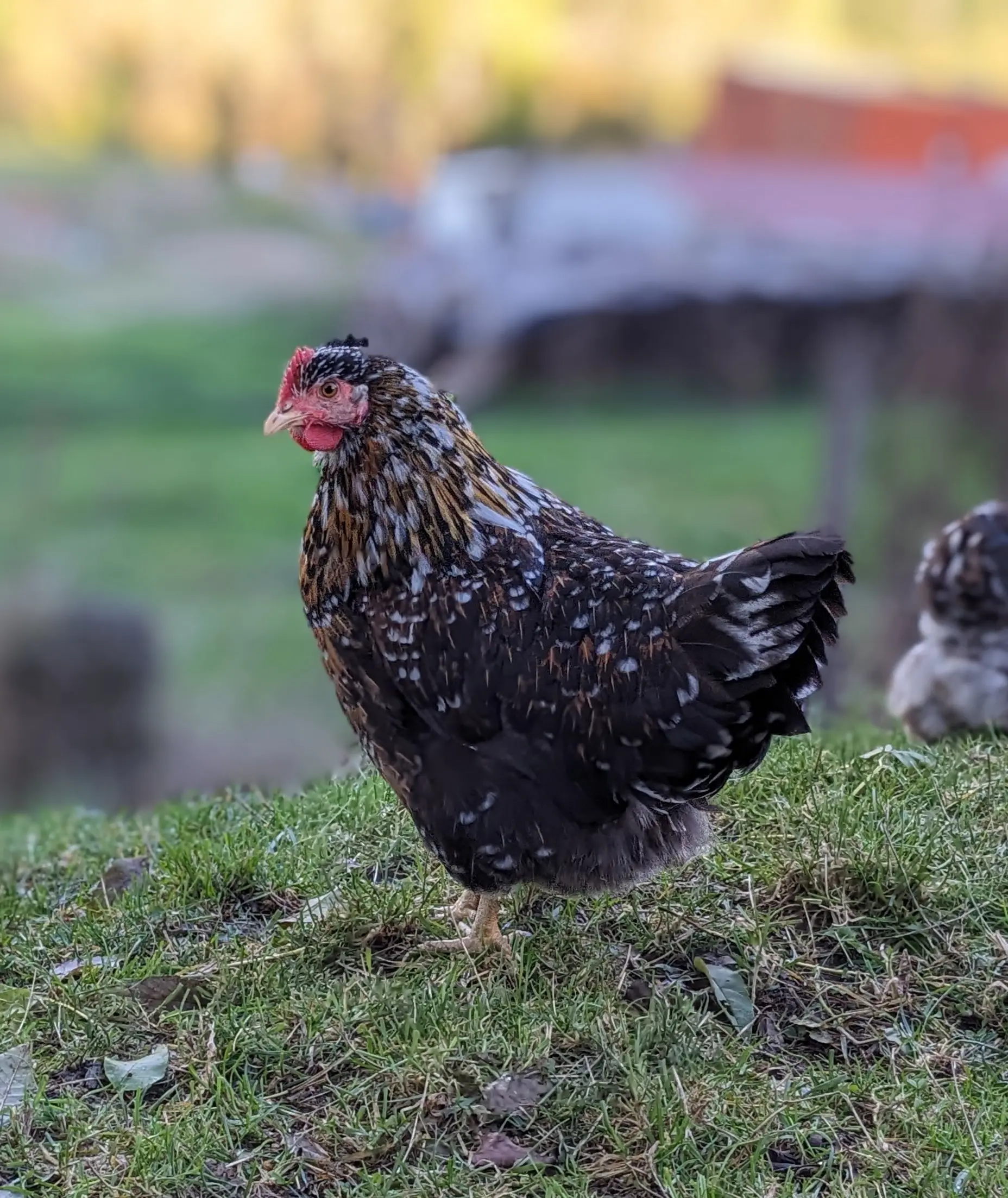 élevage de poule de race suédoise