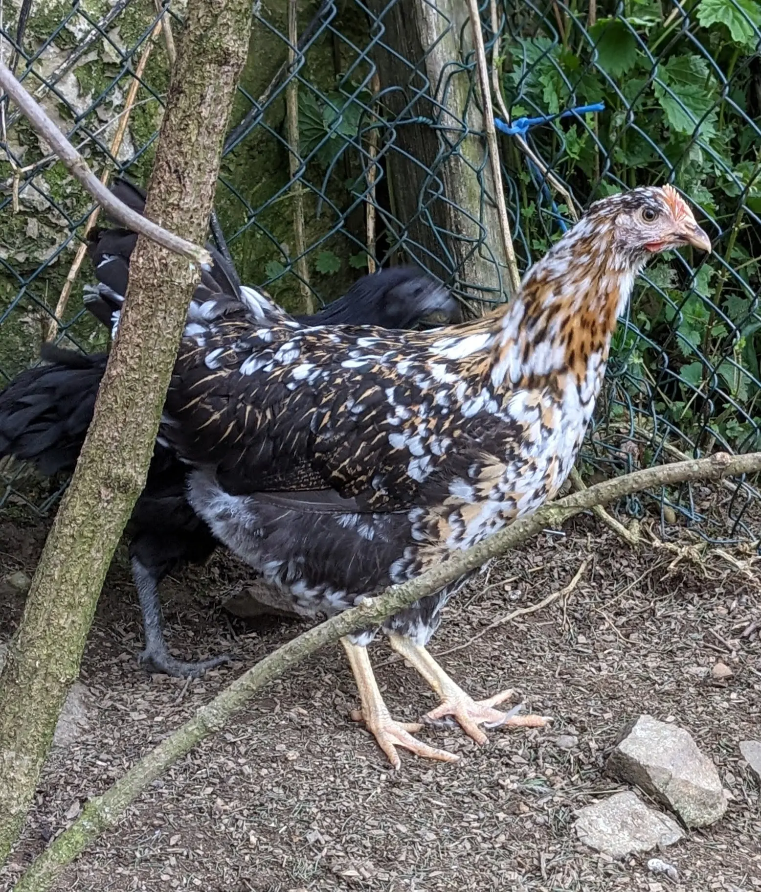 Poule de race suédoise