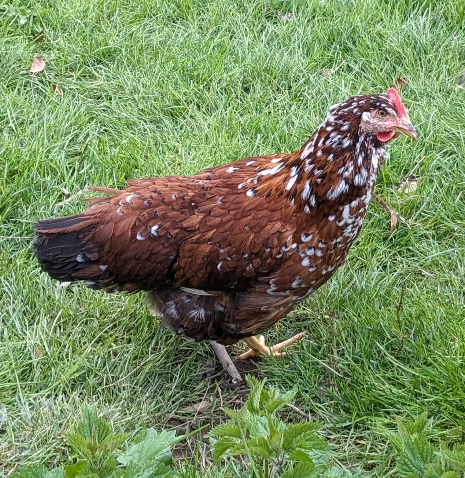 Poule de race suédoise
