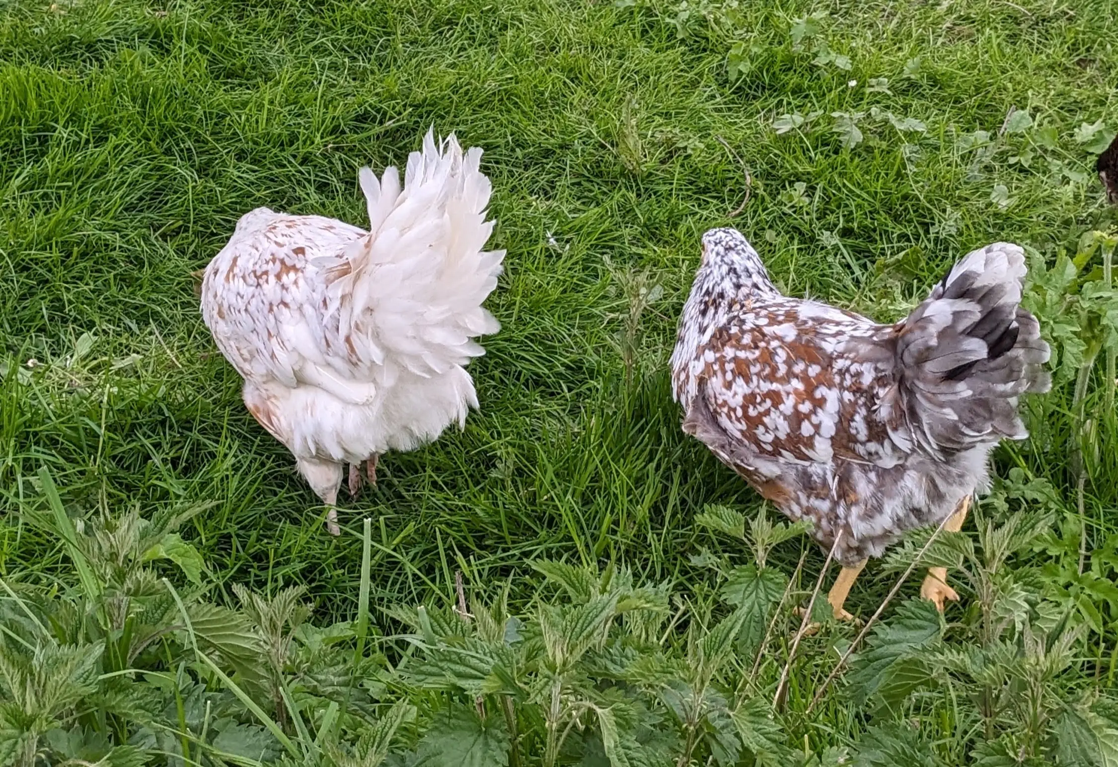 Poule de race suédoise