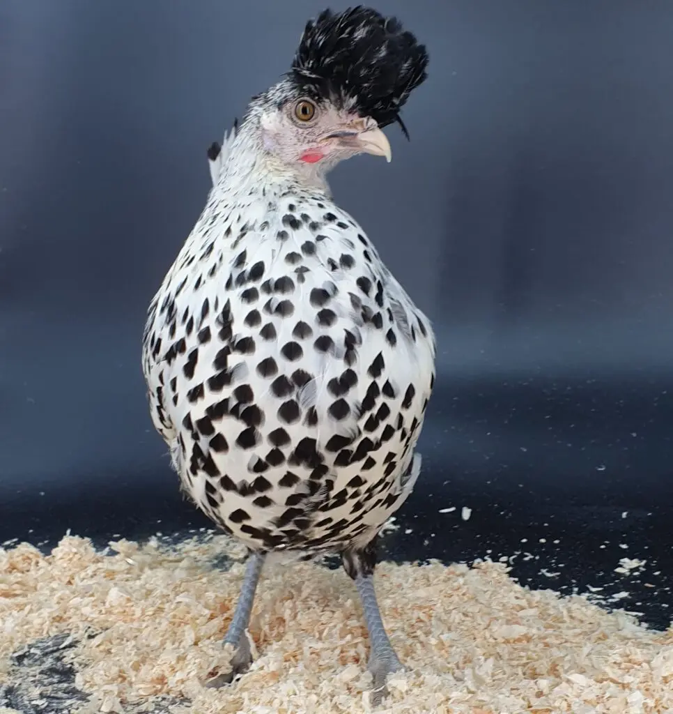 Poules de race Appenzelloise huppée