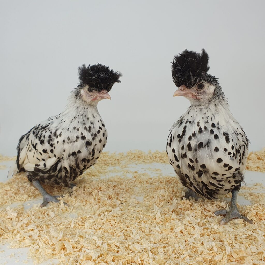 Appenzelloise huppée poules de race