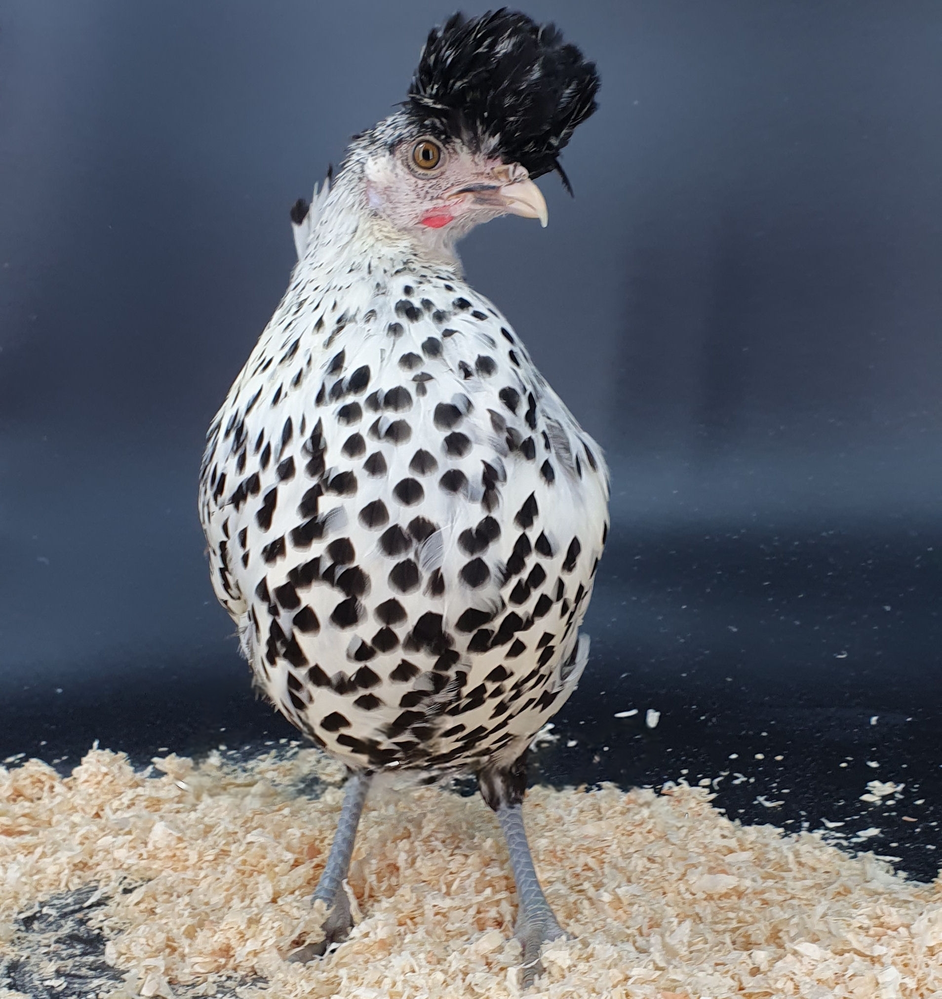 Poules de race Appenzelloise huppée