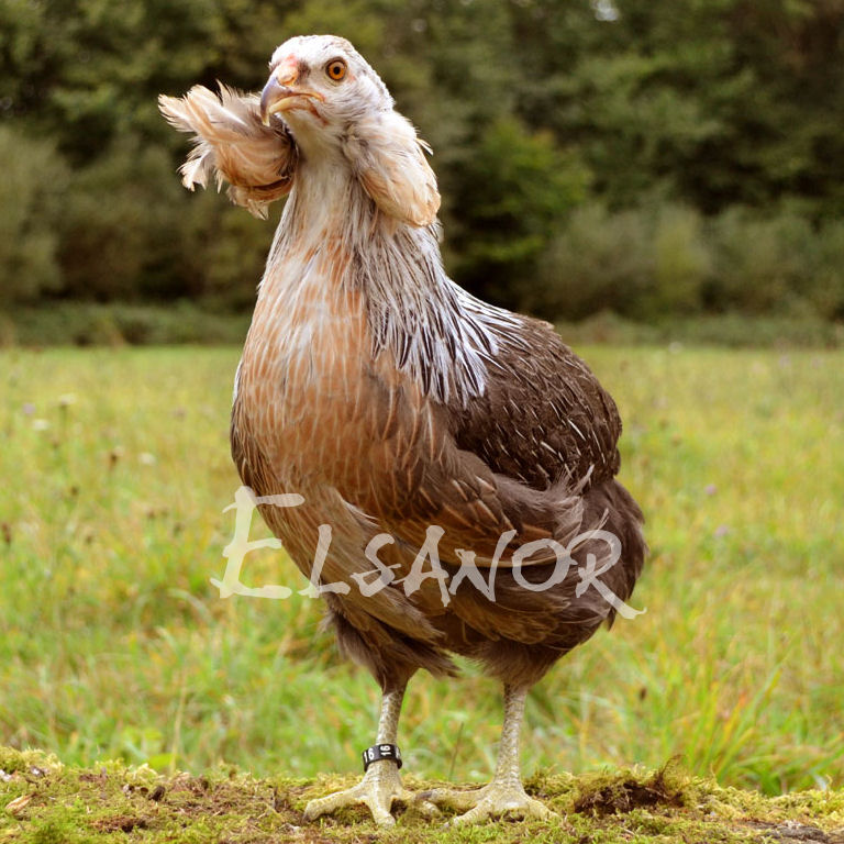 Poules de race Araucana saumon argent