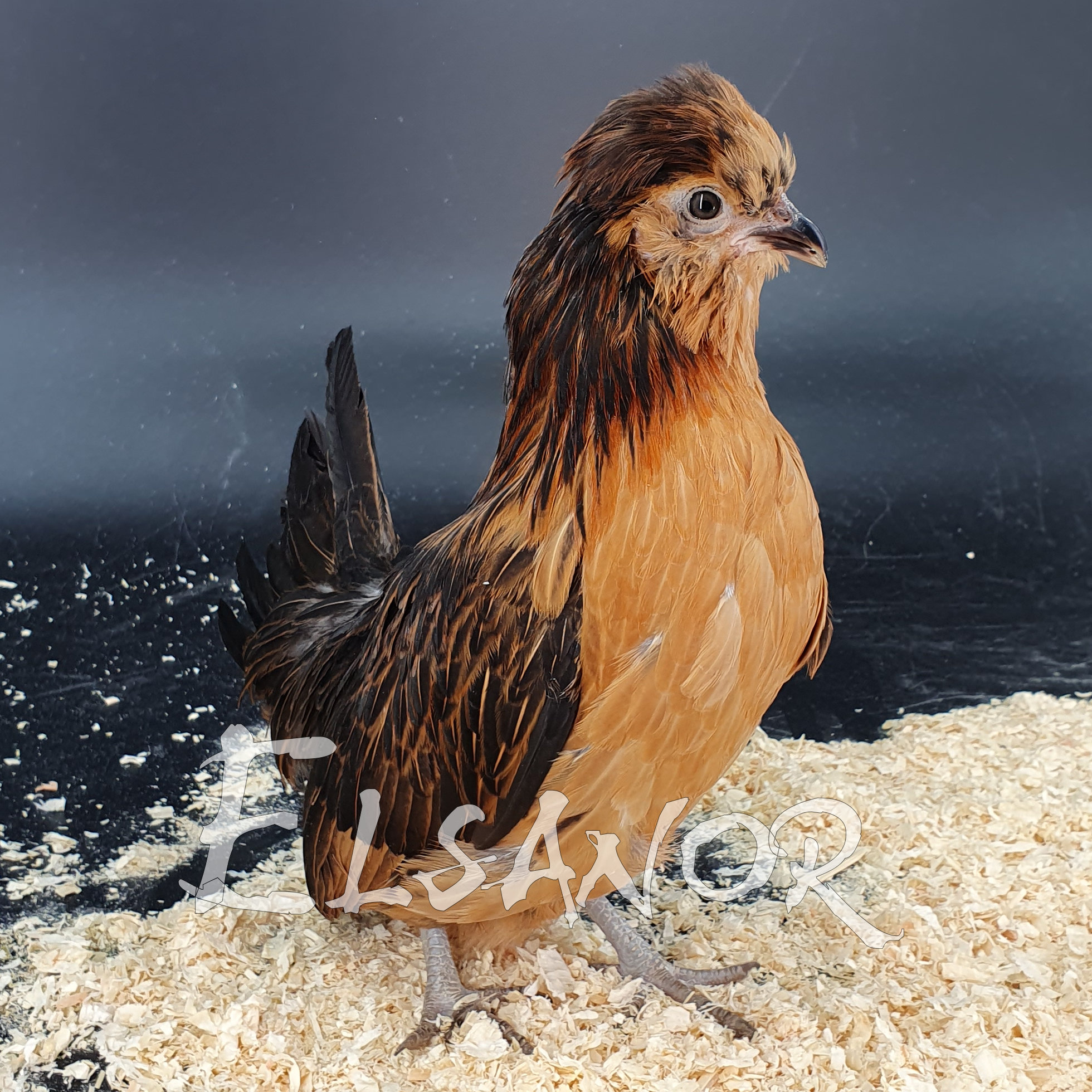 Poules de race Barbu de Watermael