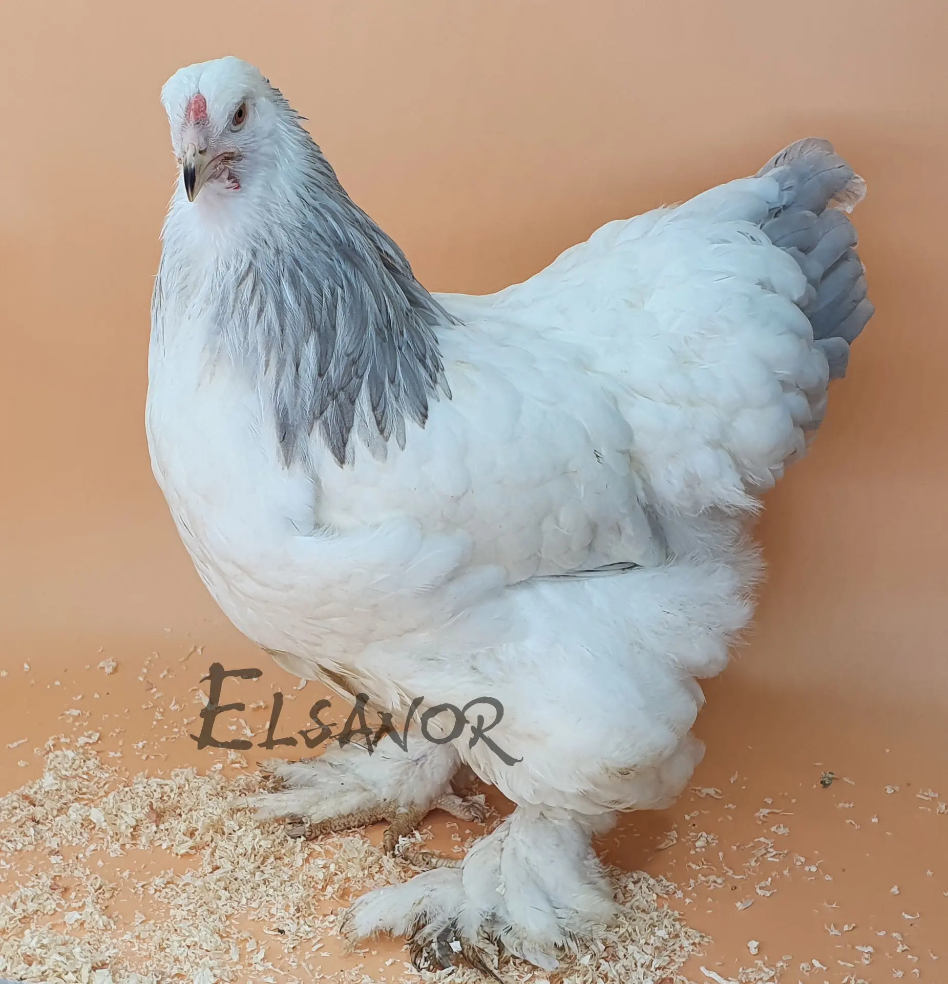 Poule de race Brahma