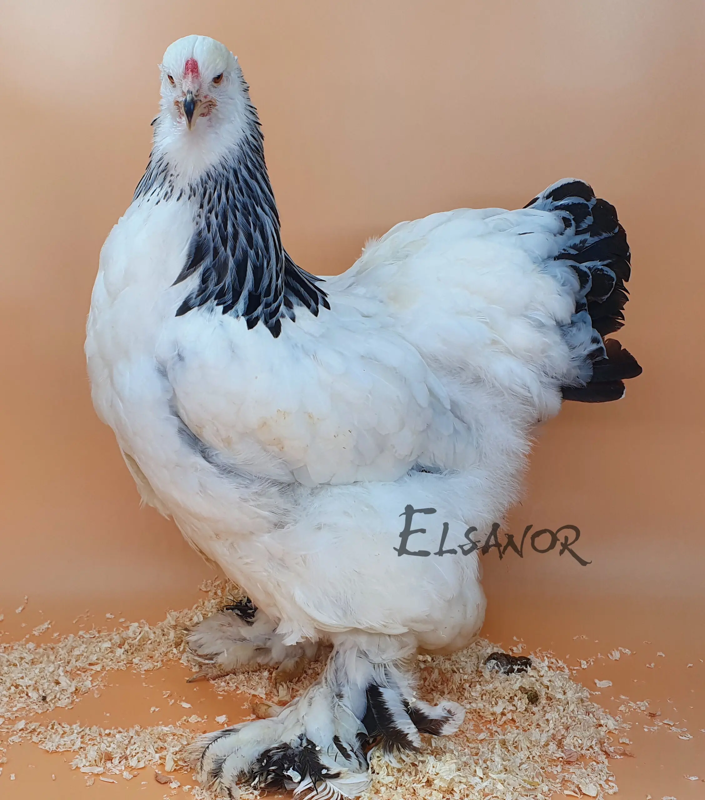 Poule de race Brahma