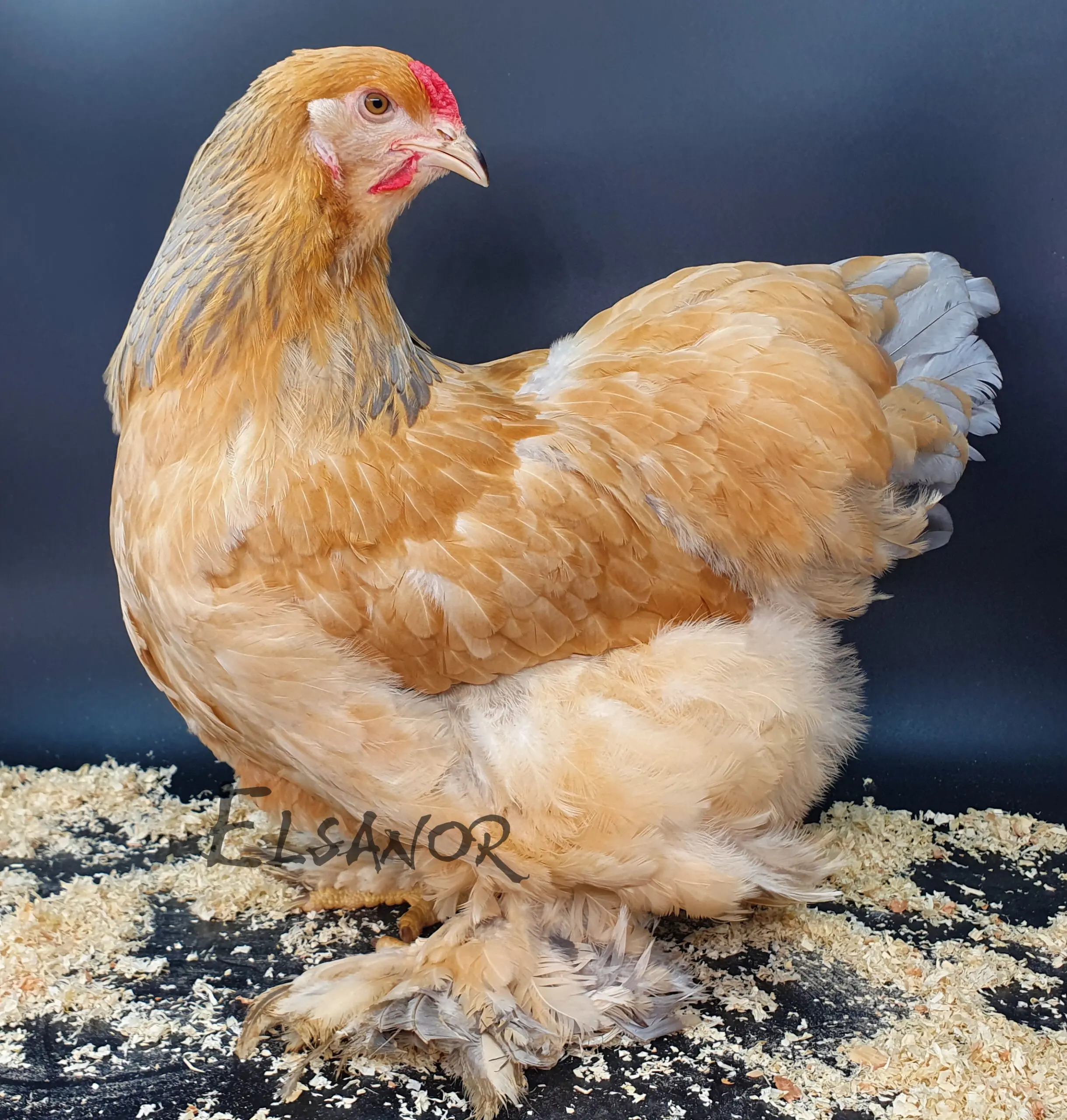 Poule de race Brahma
