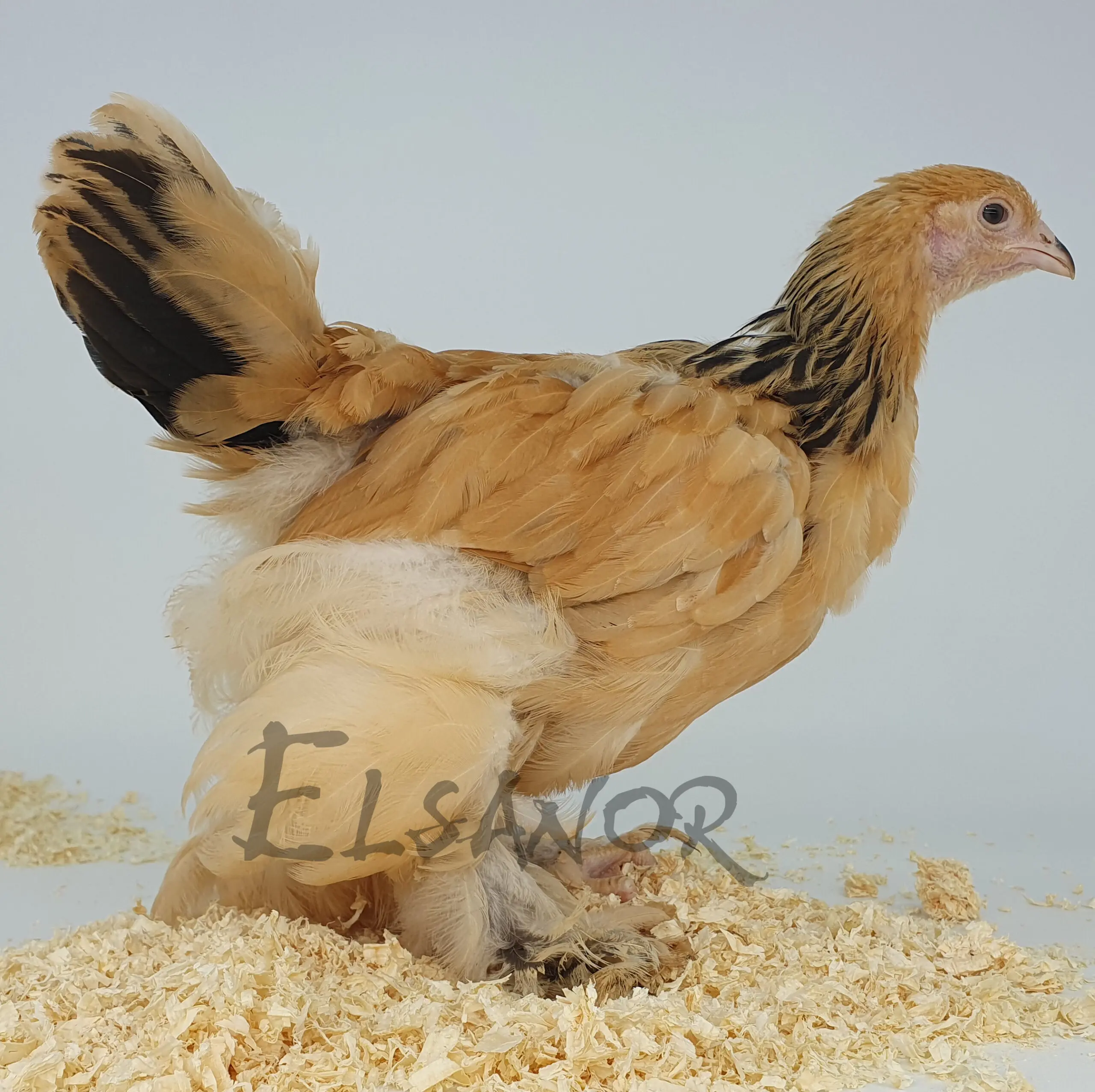 Poule de race Brahma