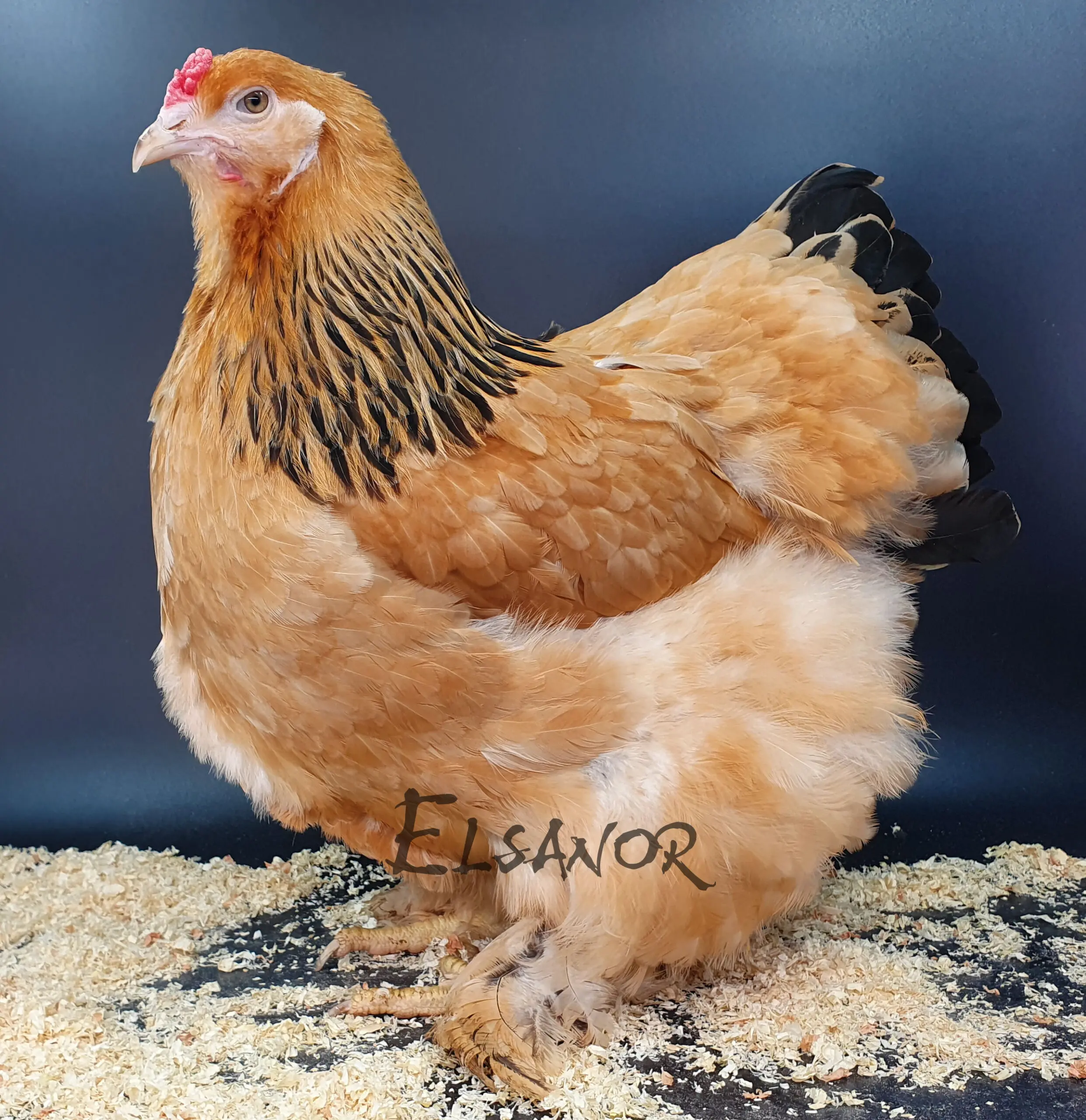 Poule de race Brahma