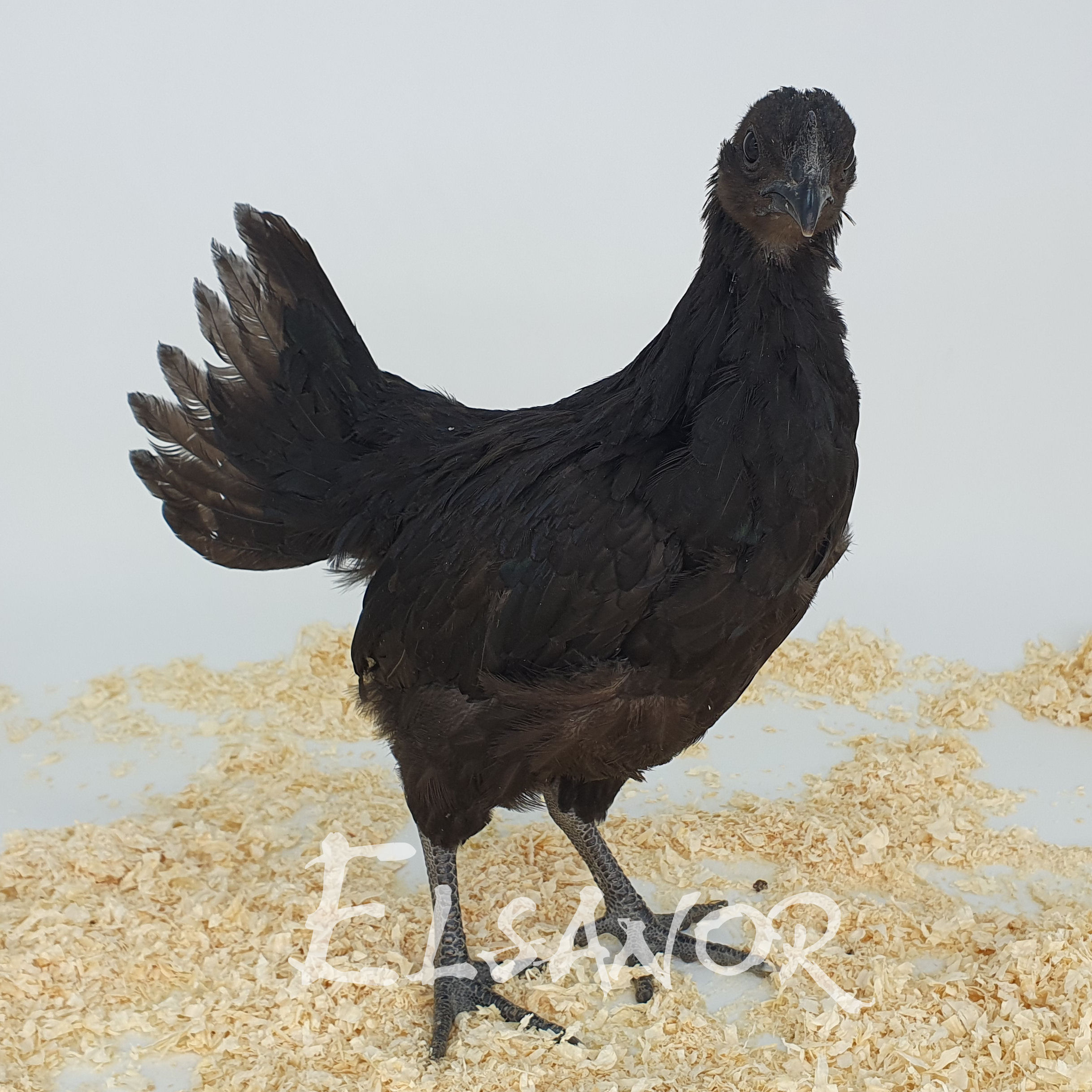 Poules de race Cemani