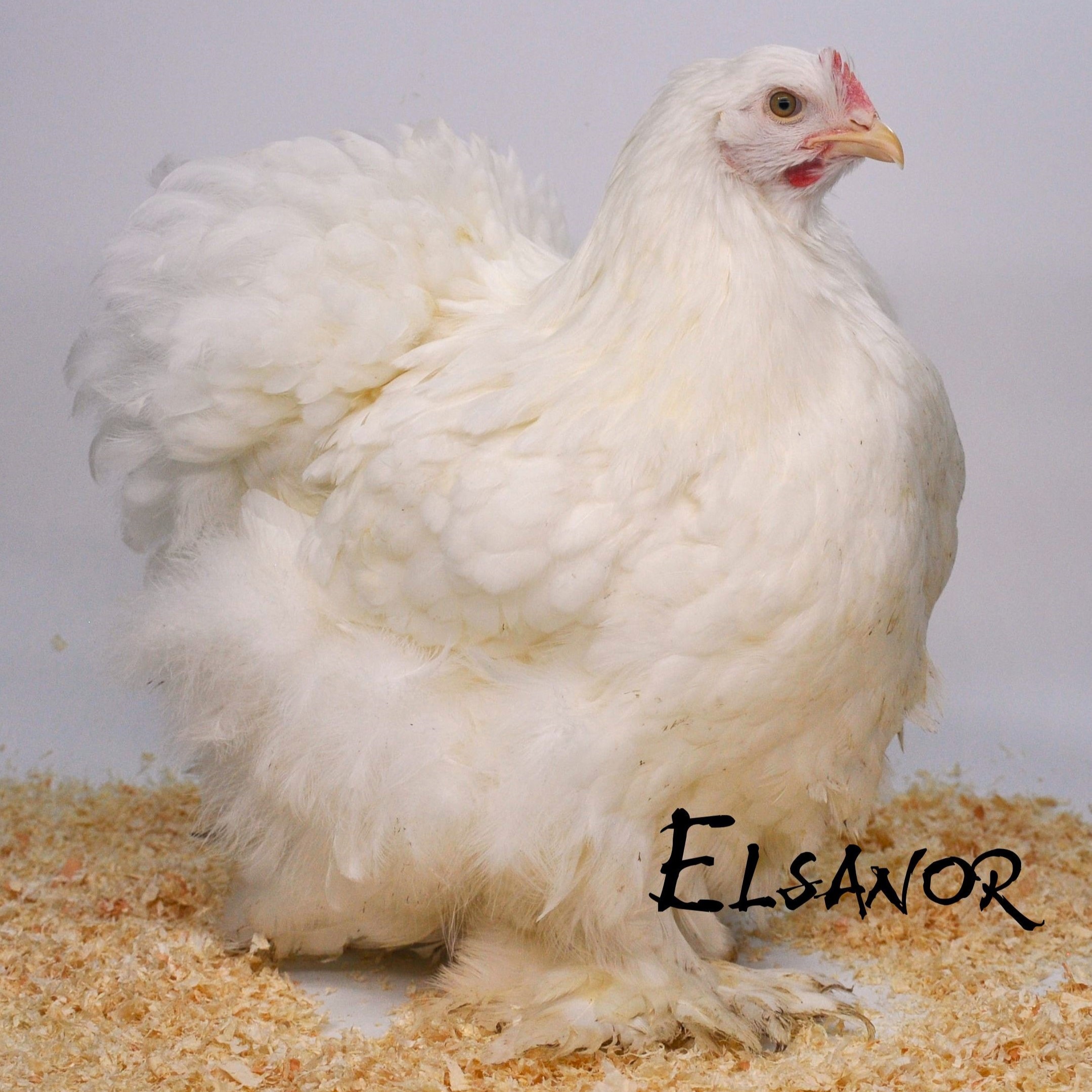 Poules de race Cochin