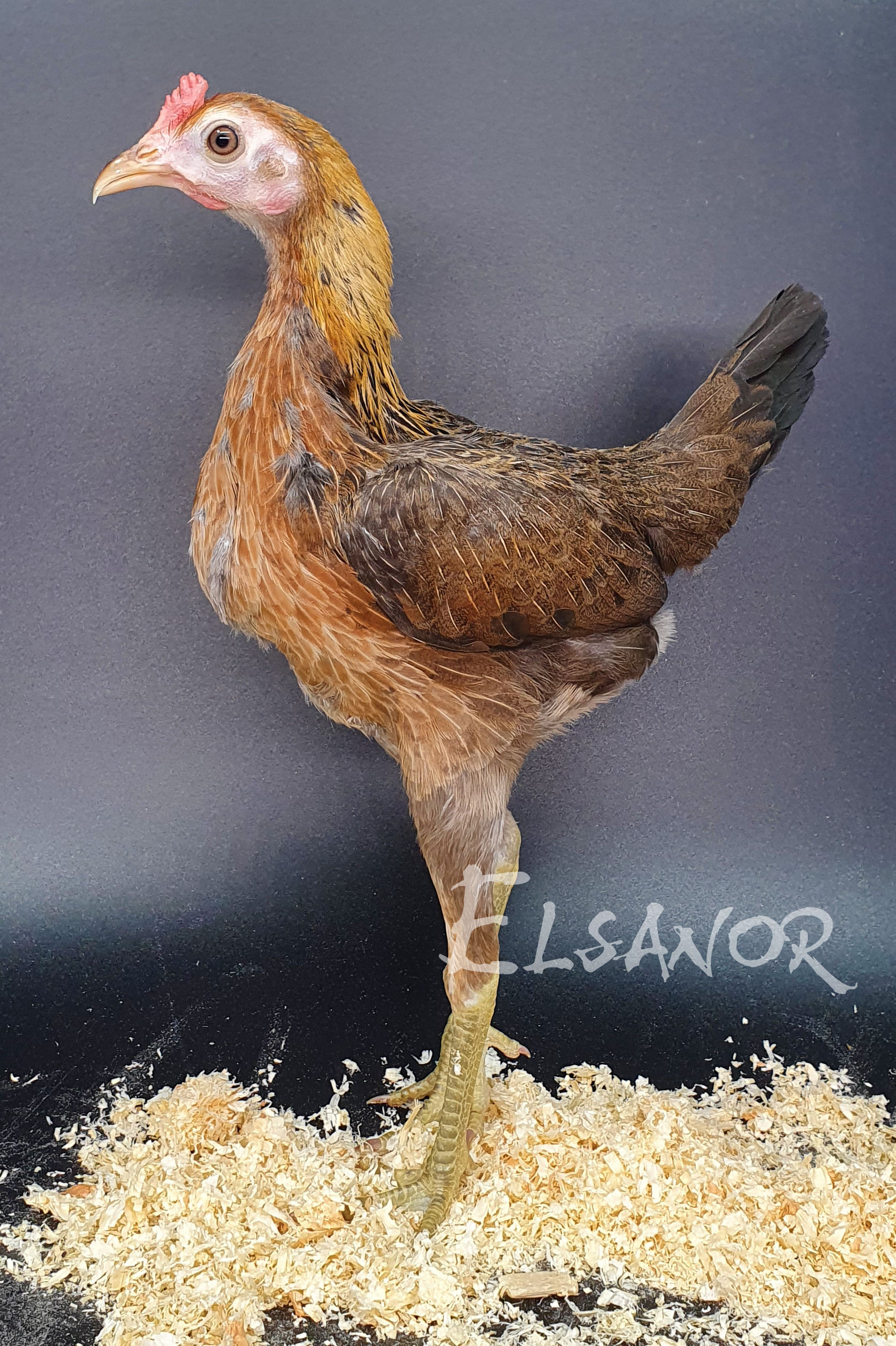 Poules de race naine Combattant anglais