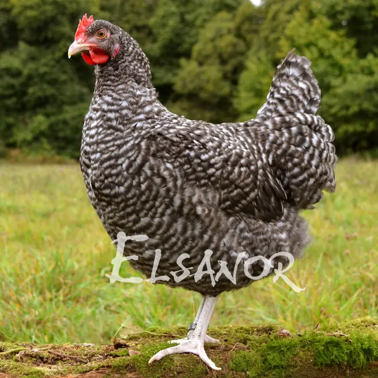 Poules de race Coucou de Rennes