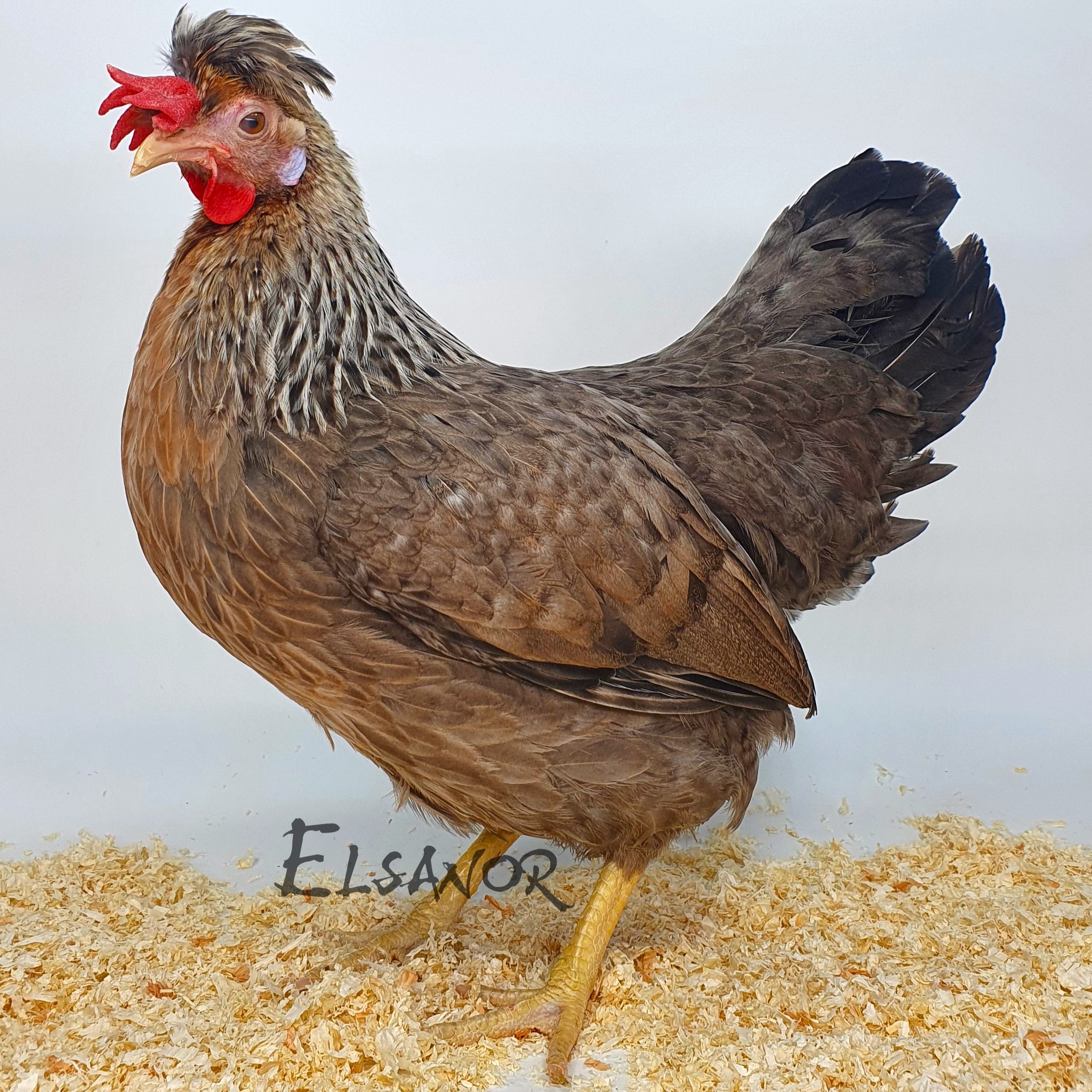 Poules de race Cream legbar