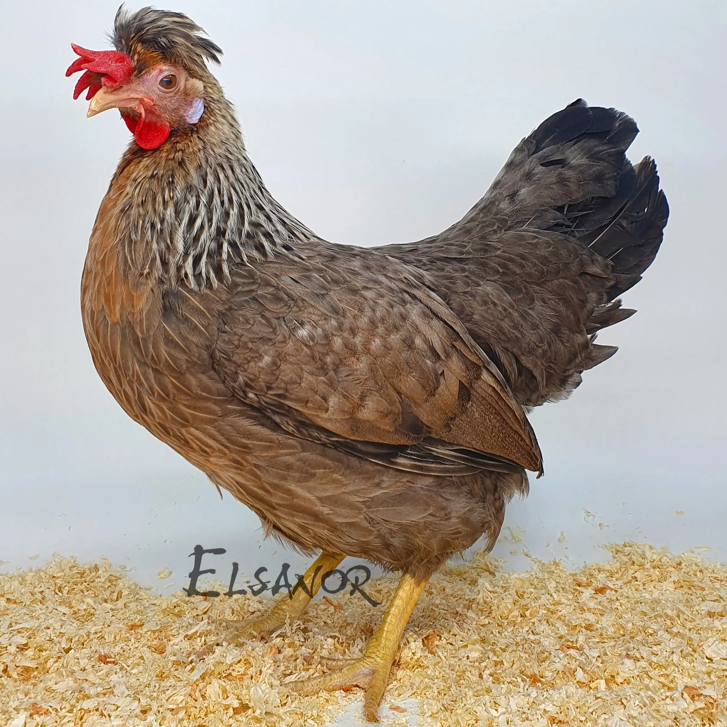 Poules de race Cream legbar