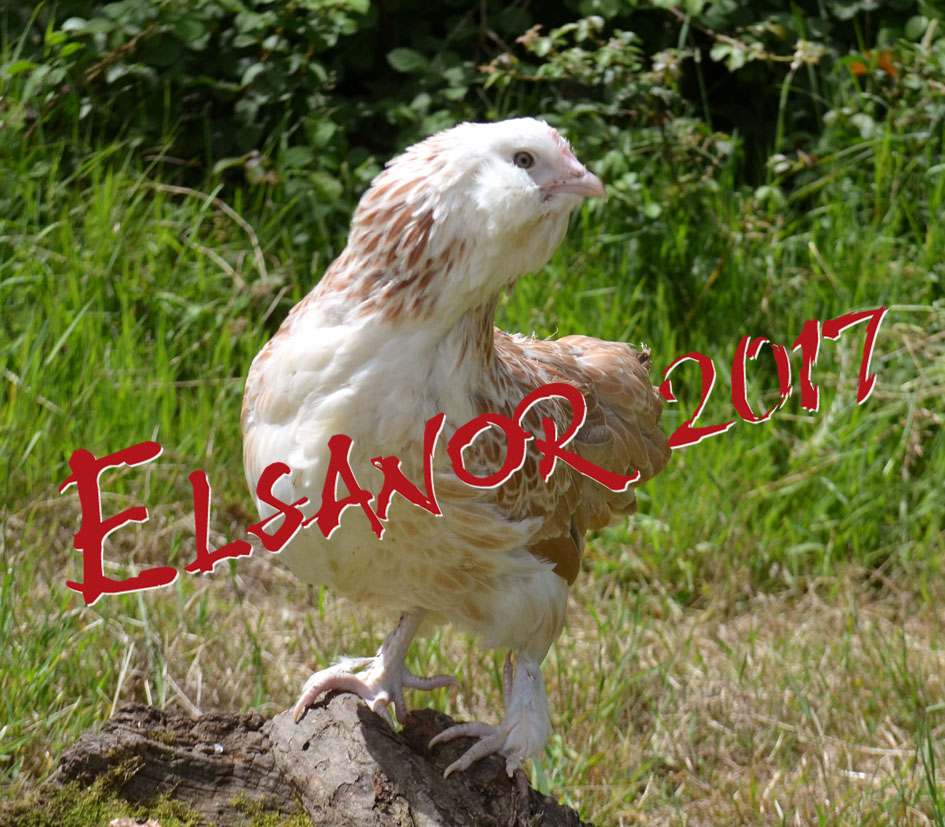 Poules de race Faverolles allemande naine