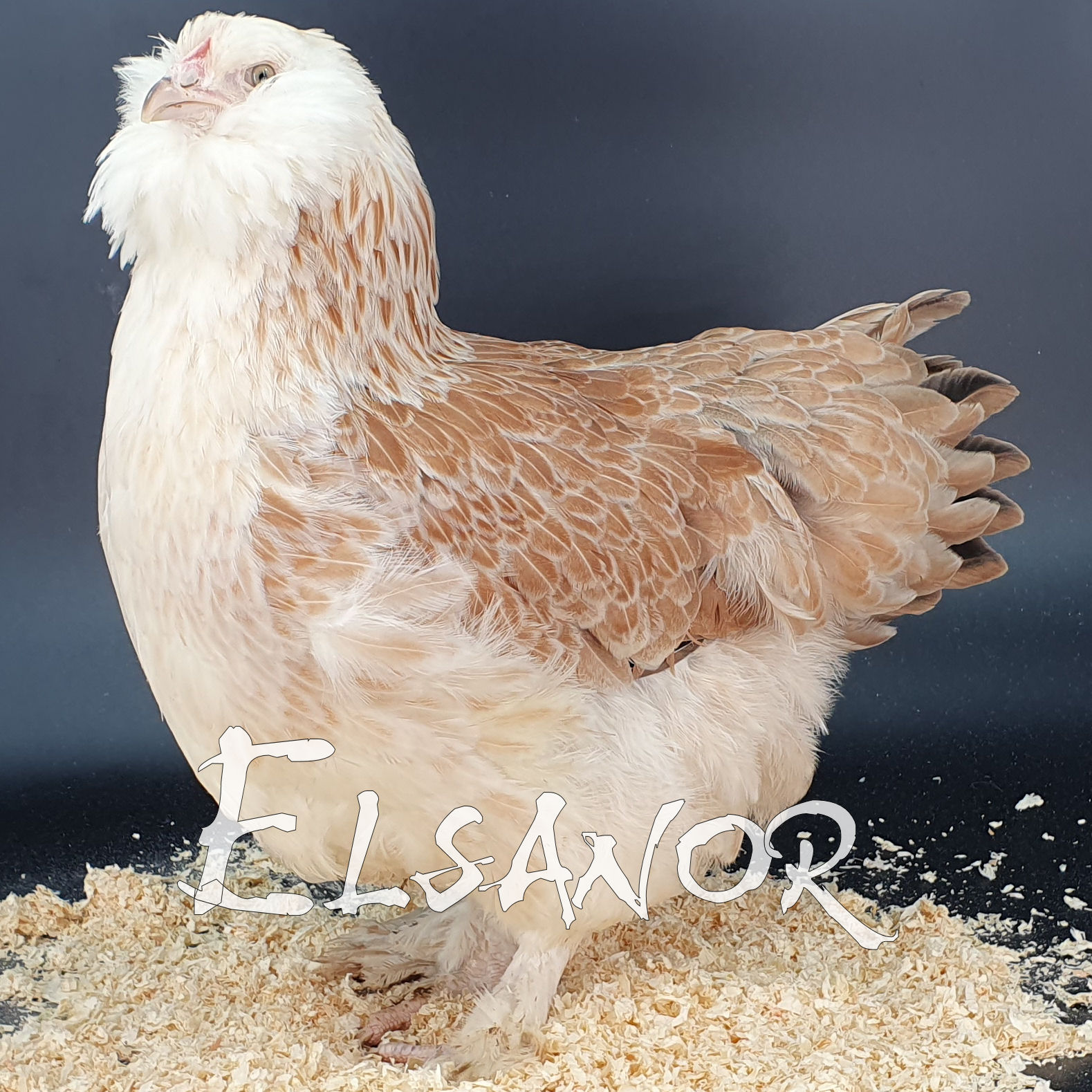 Poules de race Faverolles allemande