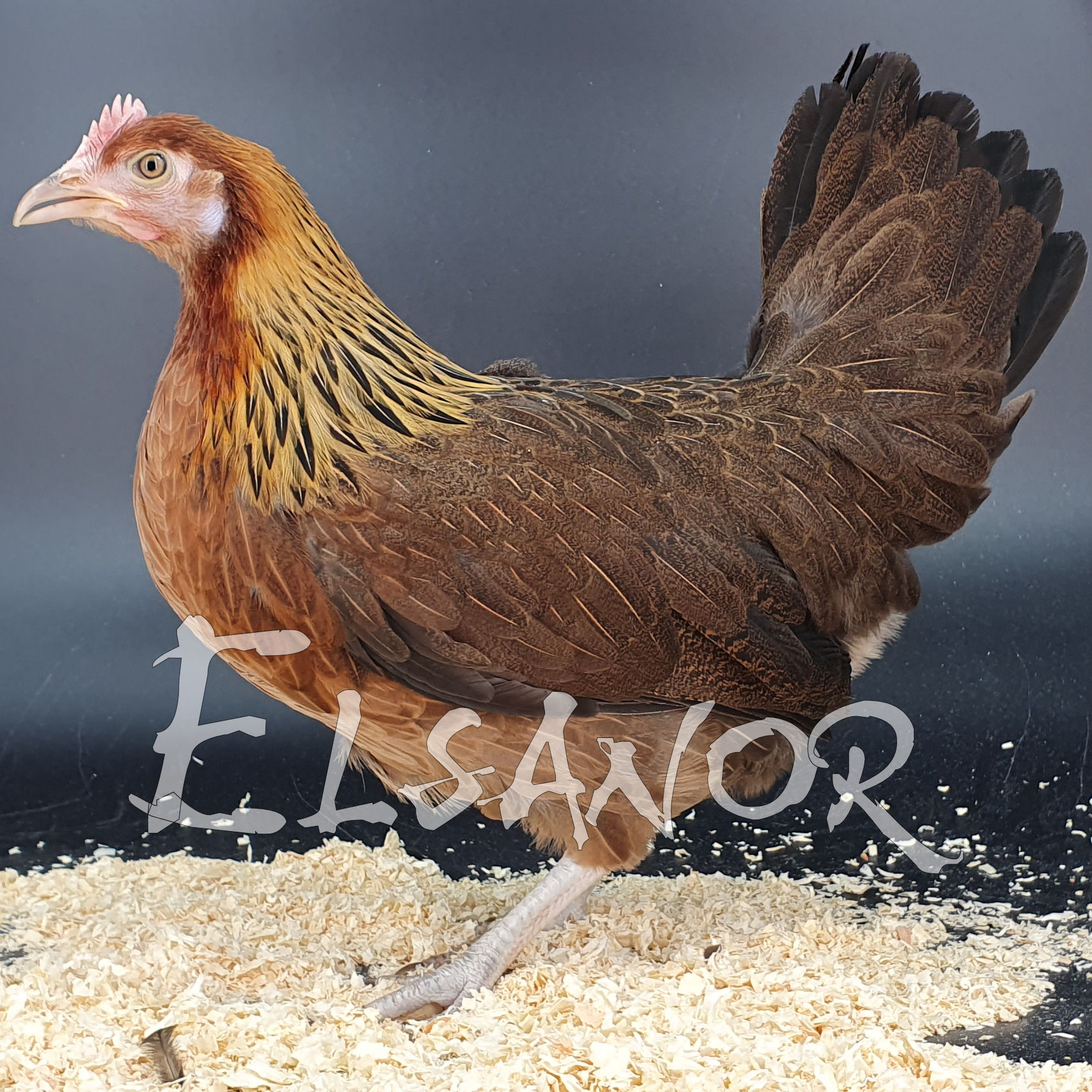 Poules de race Gauloise