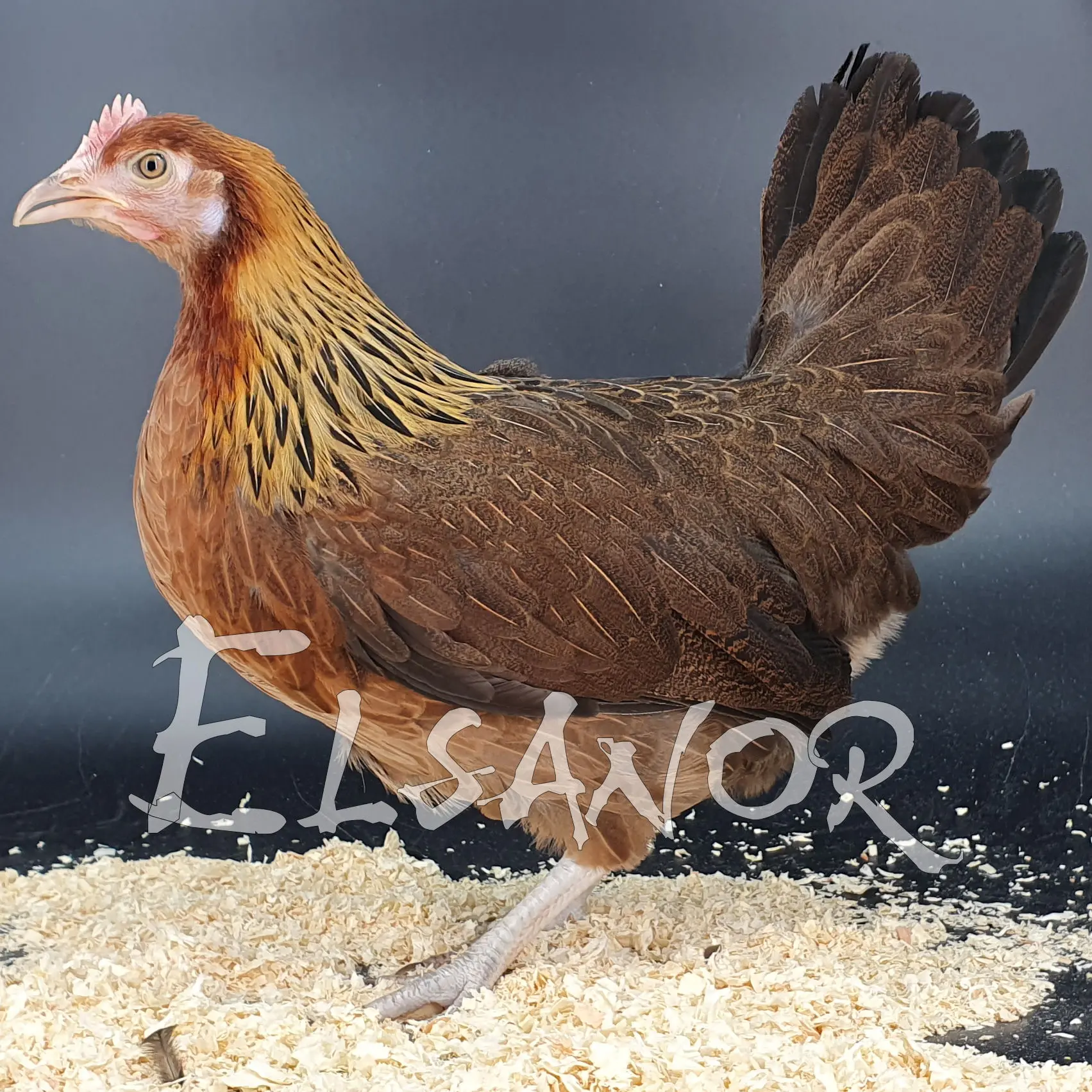 Poules de race Gauloise