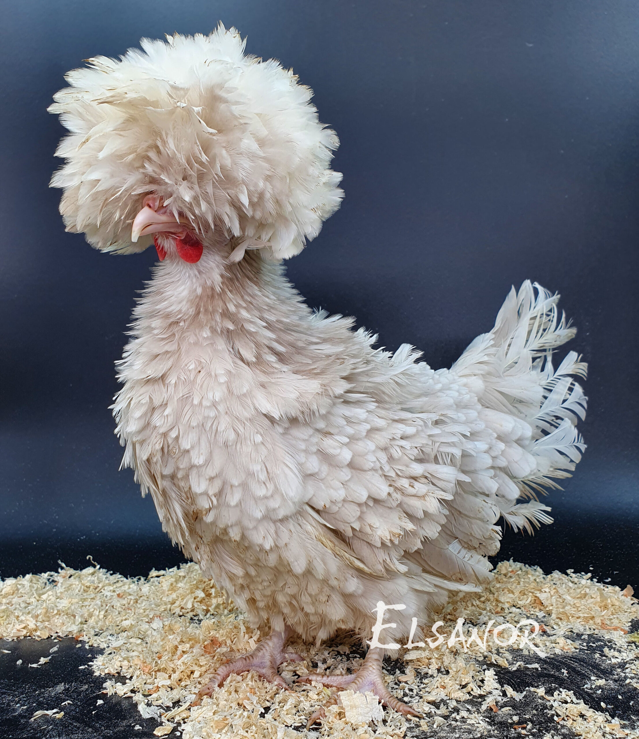 Poules de race Hollandaise huppée naine