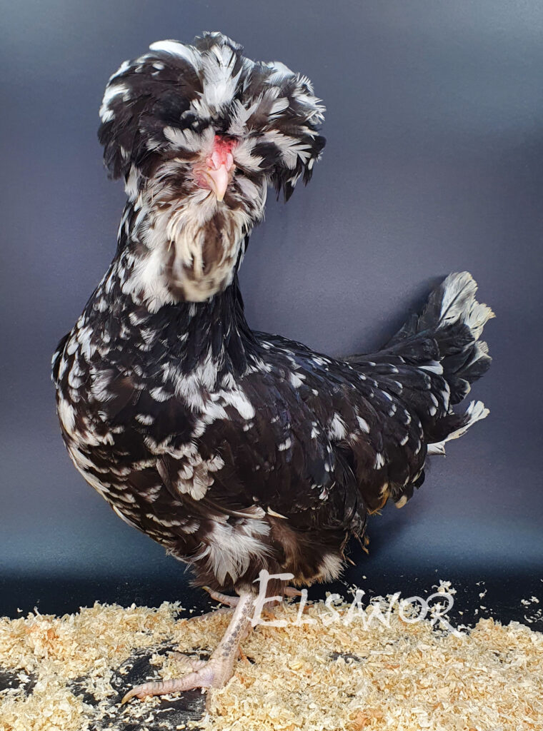 Poules de race Houdan