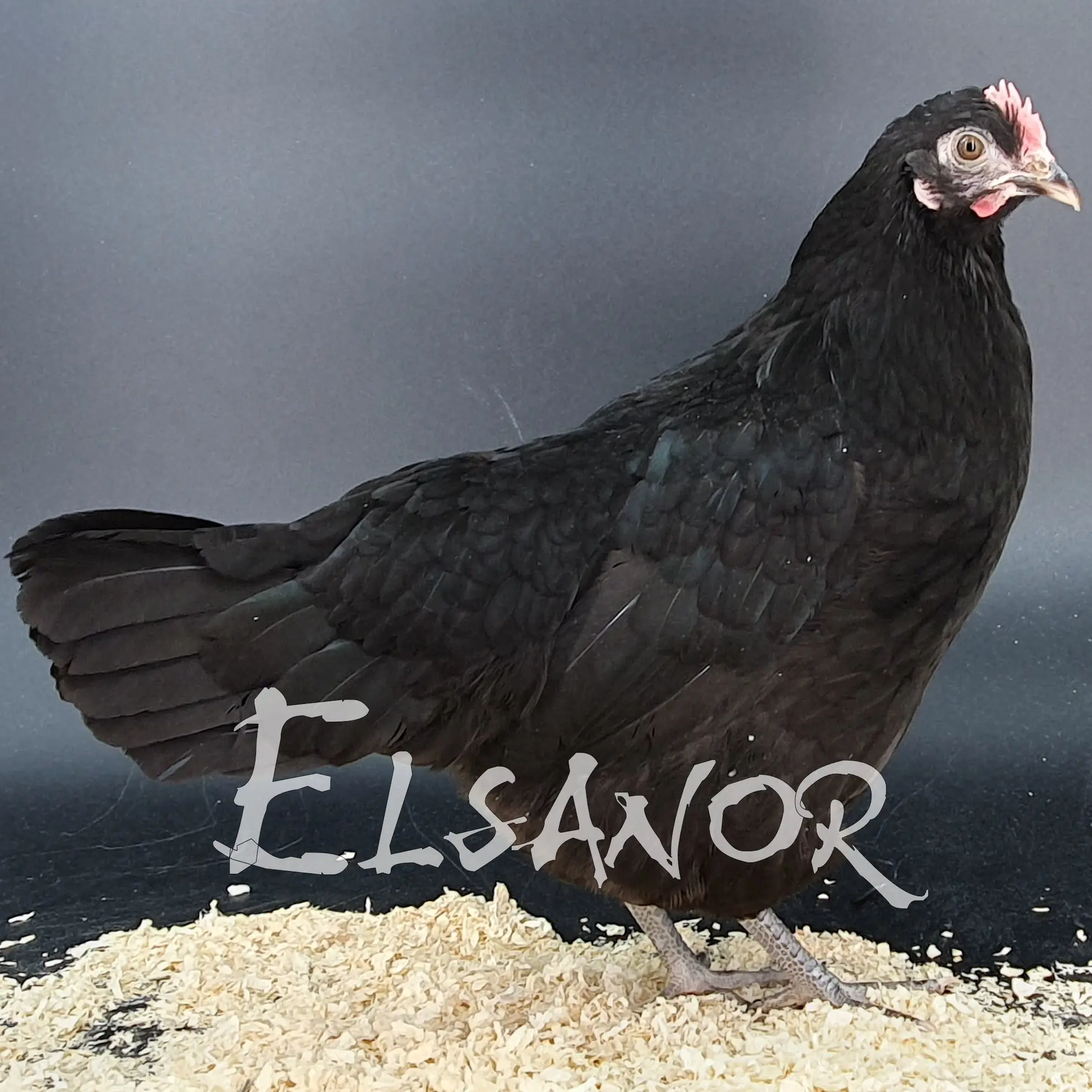 Poules de race Jans