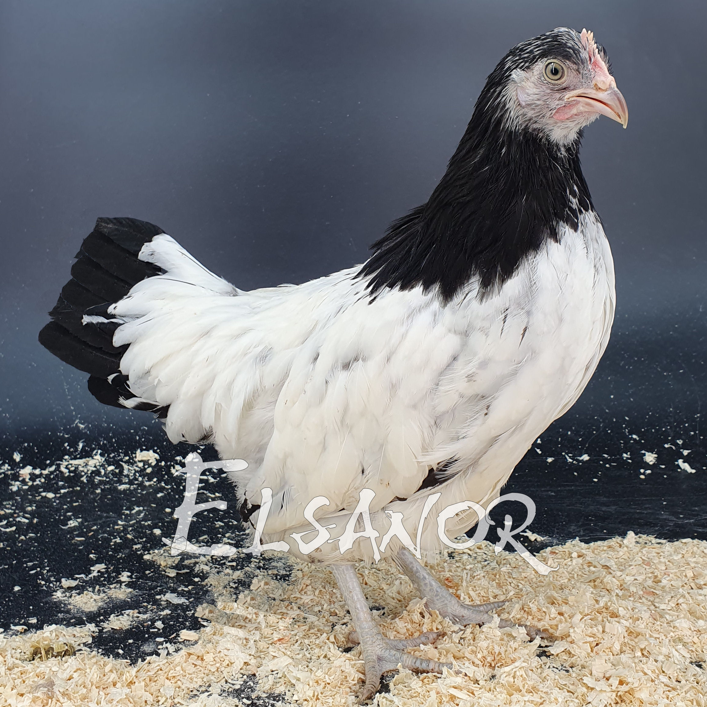 Poule de race Lakenvelder