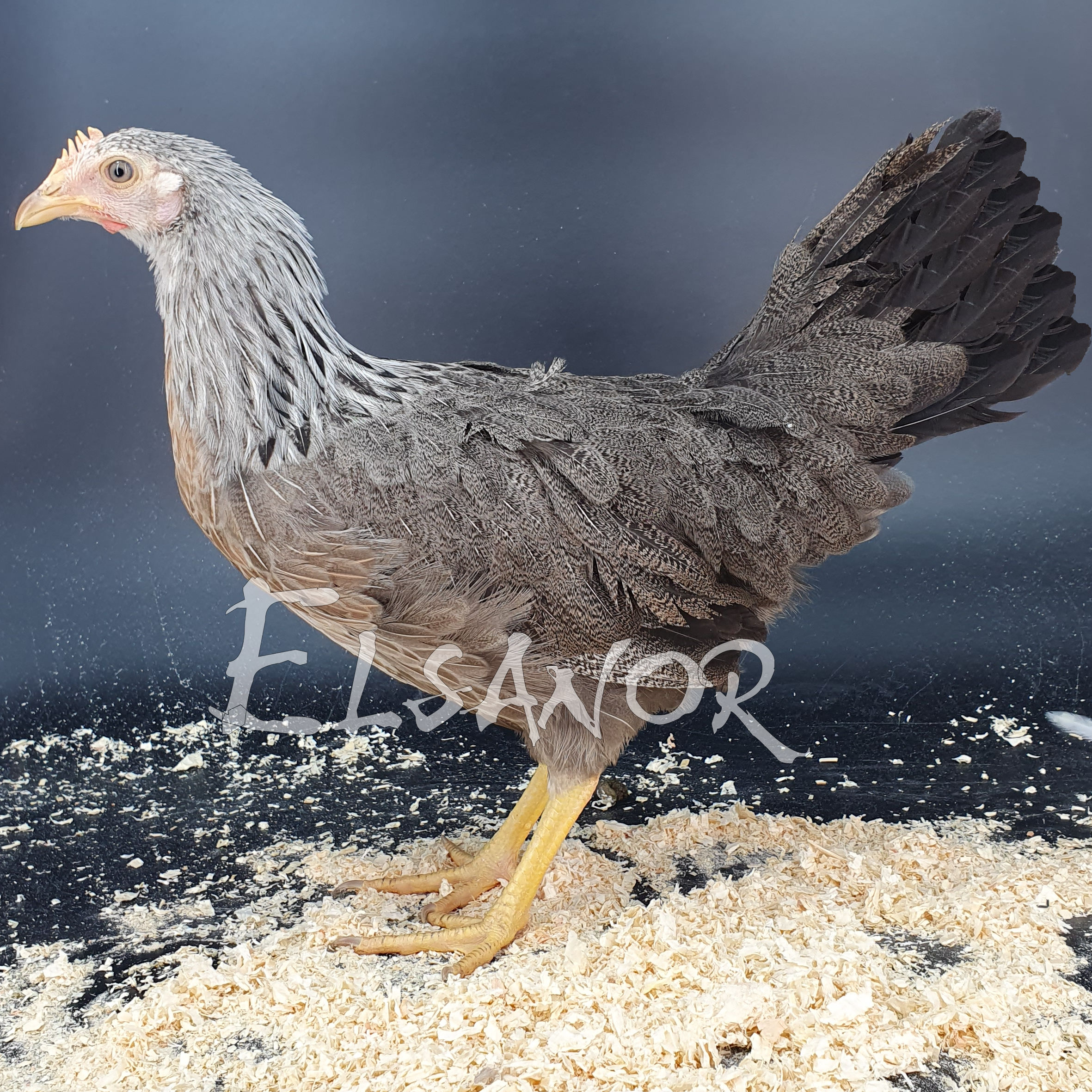 Poules de race Livourne