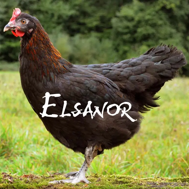 Poule de race Marans