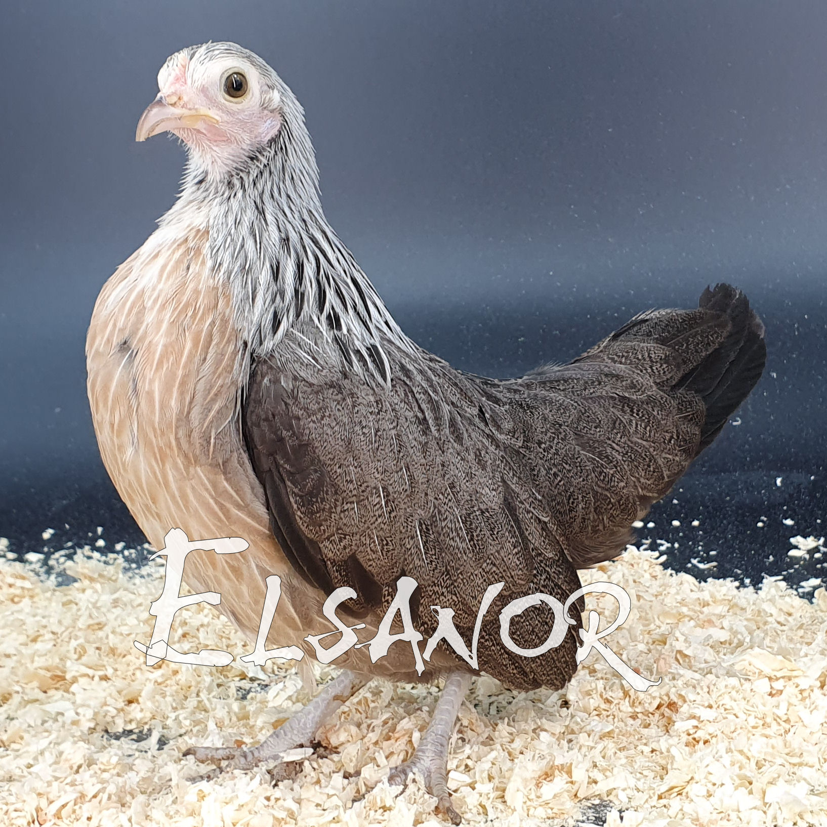 Poules de race Naine hollandaise