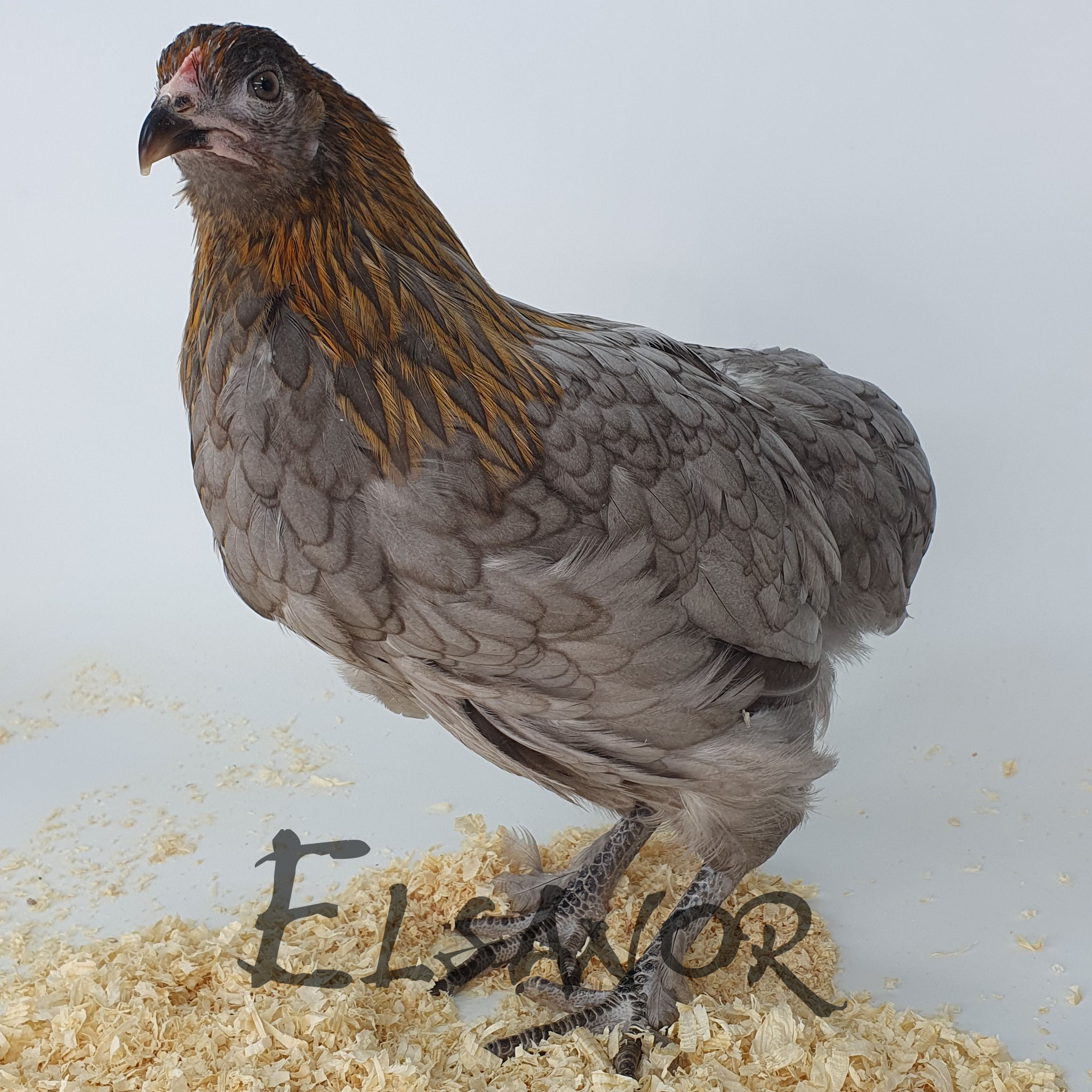 Poule de race Olivette