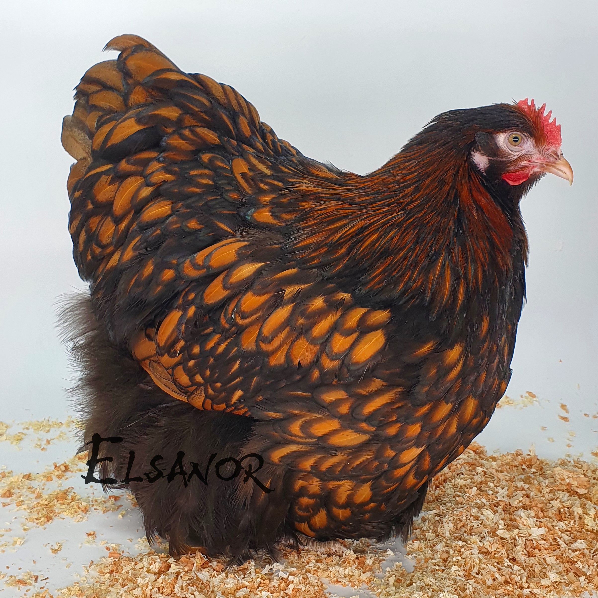 Poules de race Orpington