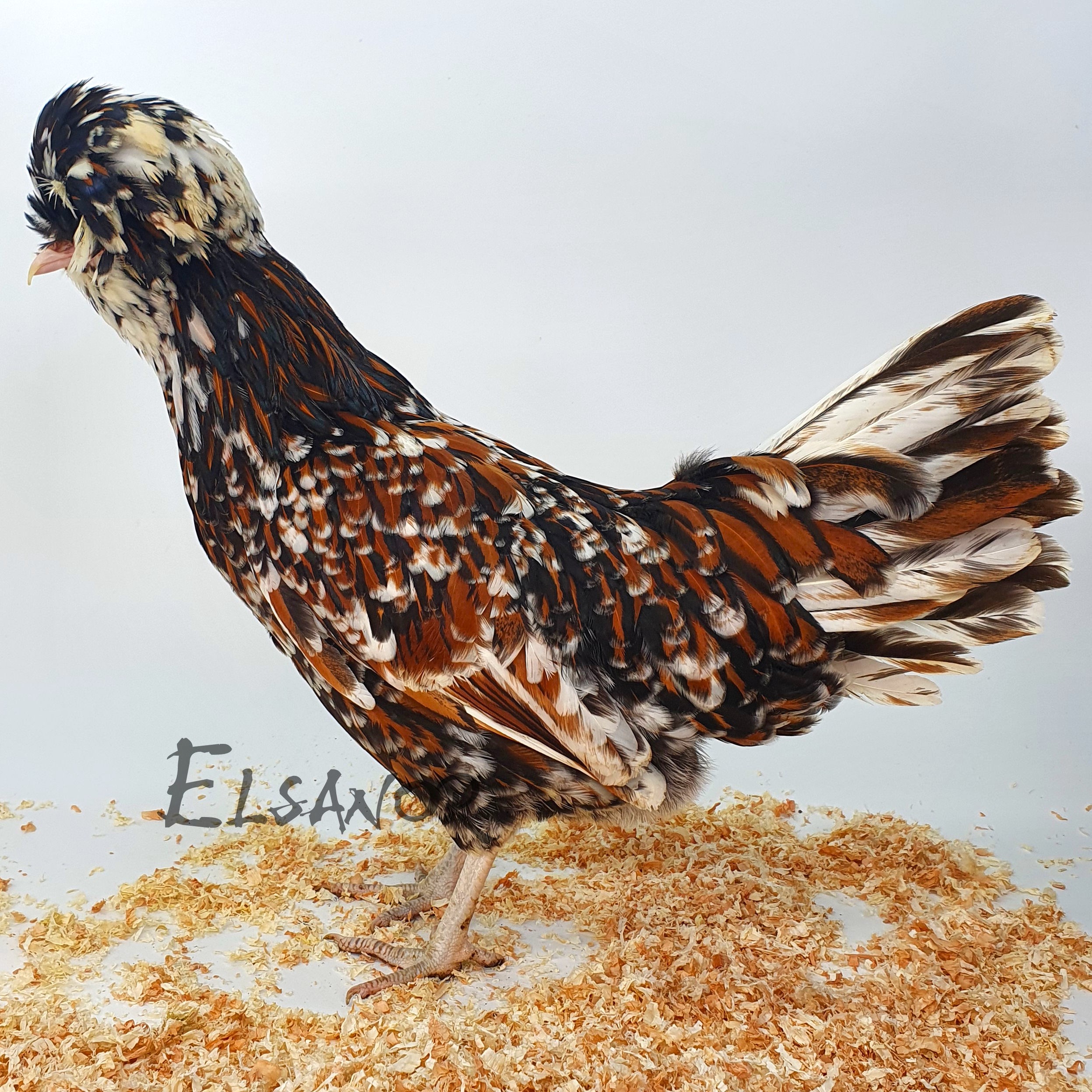 Poules de race Padoue GR