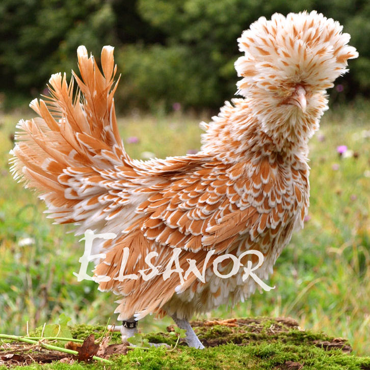 Poules de race Padoue naine