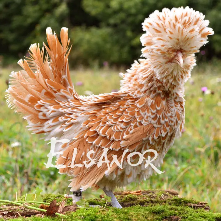Poules de race Padoue naine