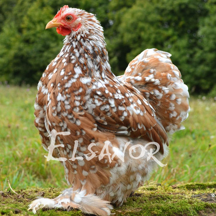 Poules de race Pekin