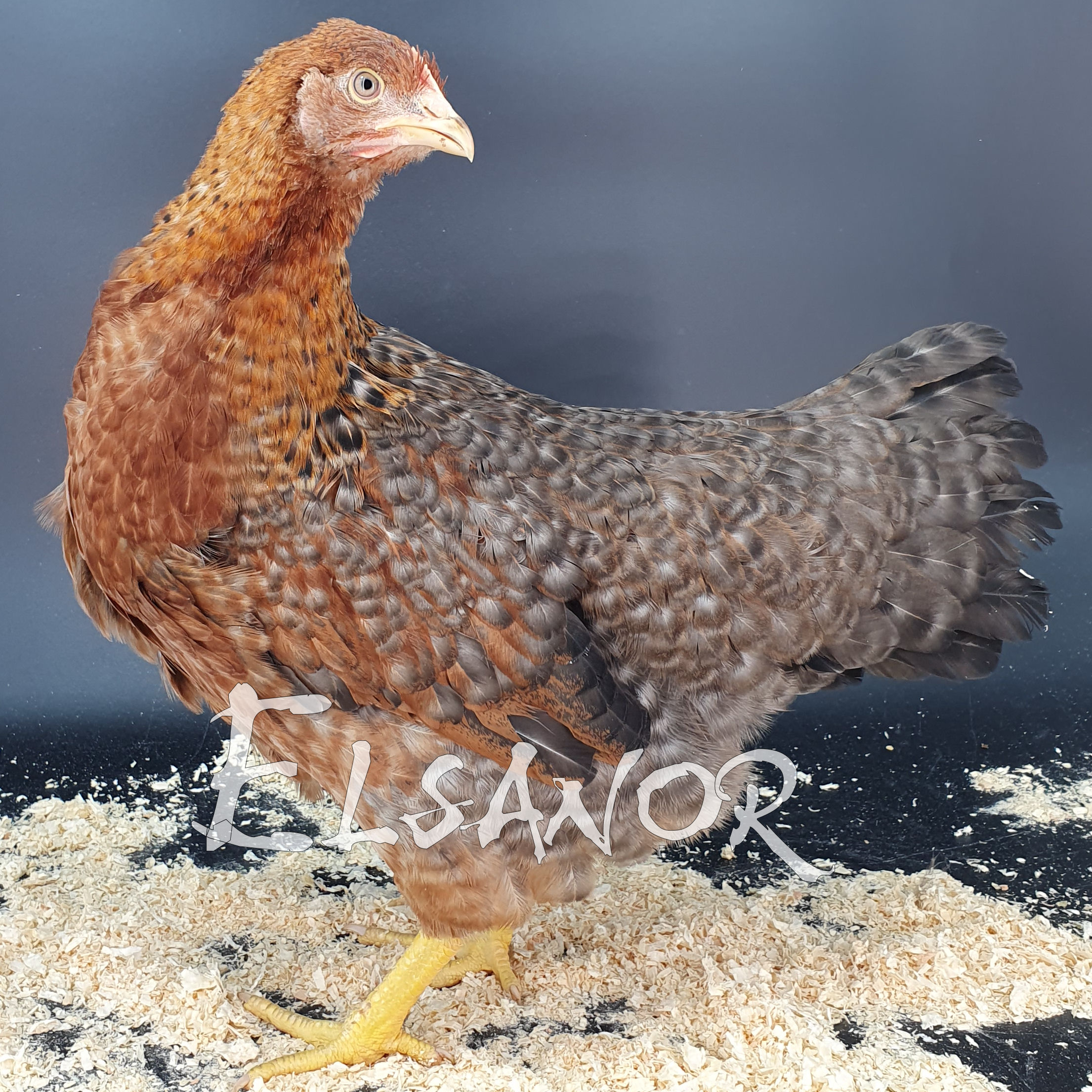 Poules de race Poule de Bielefeld