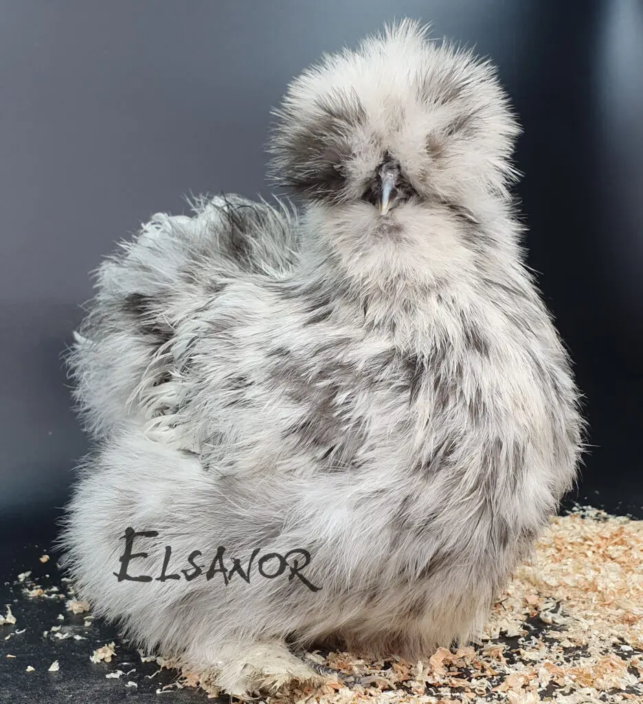 Poule de race soie Negre de soie