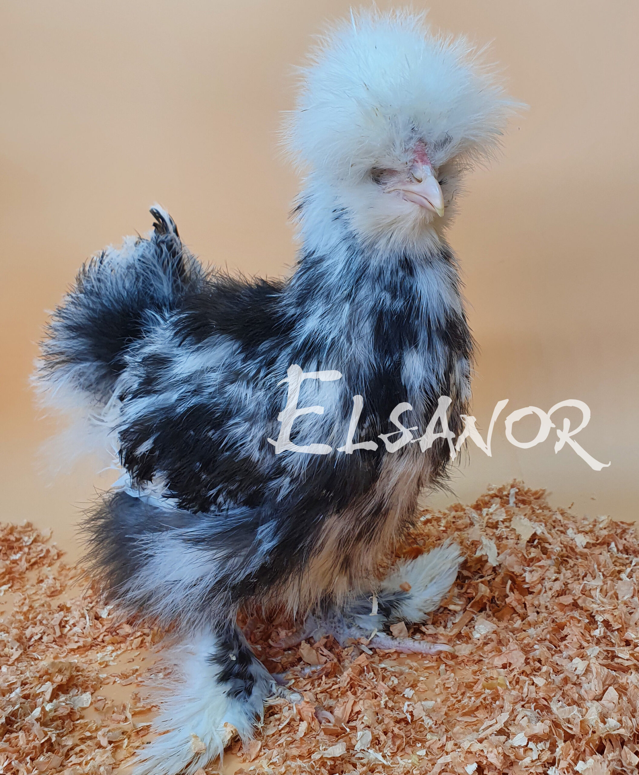 Poules de race Poule soie TB