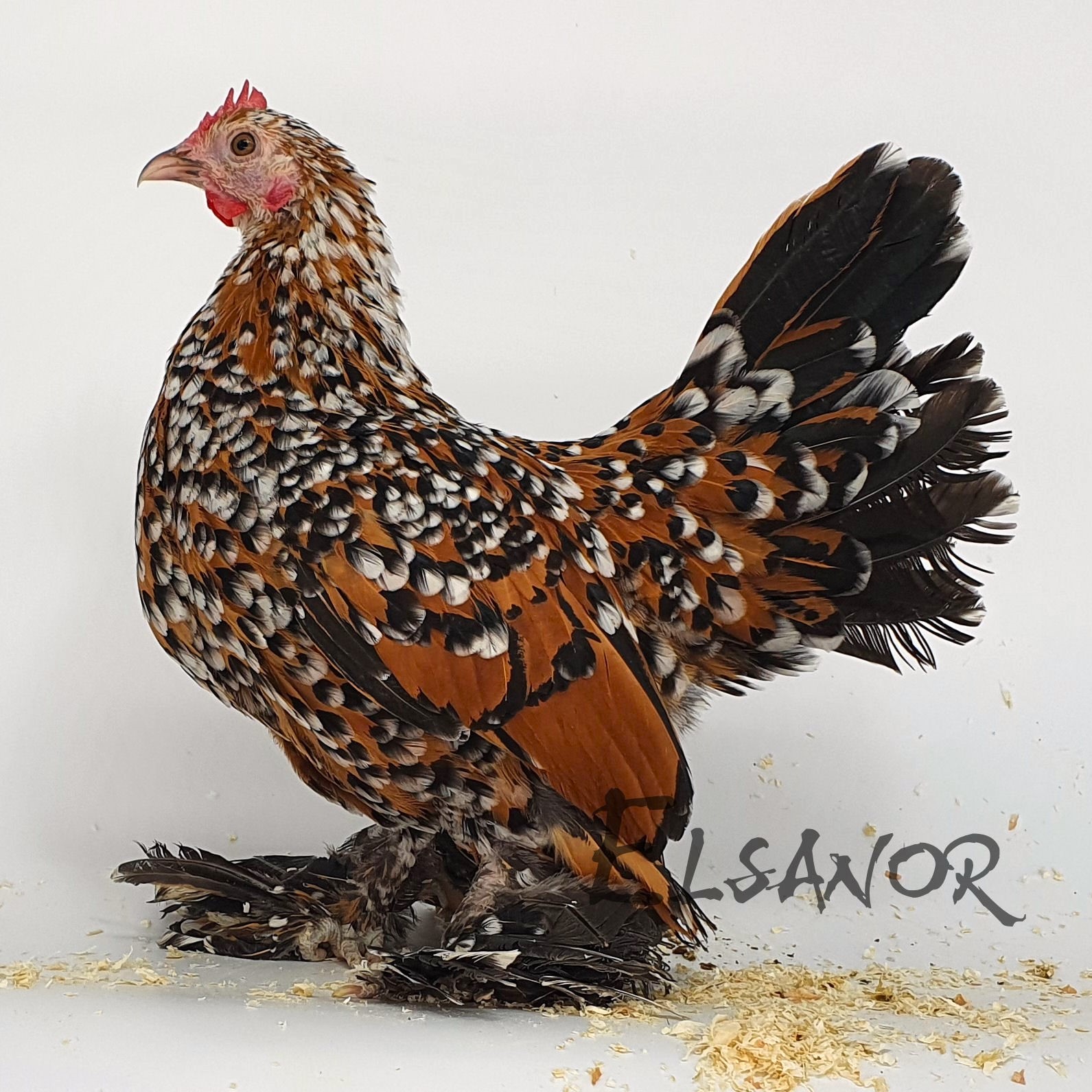 Poules de race Sabelpoot