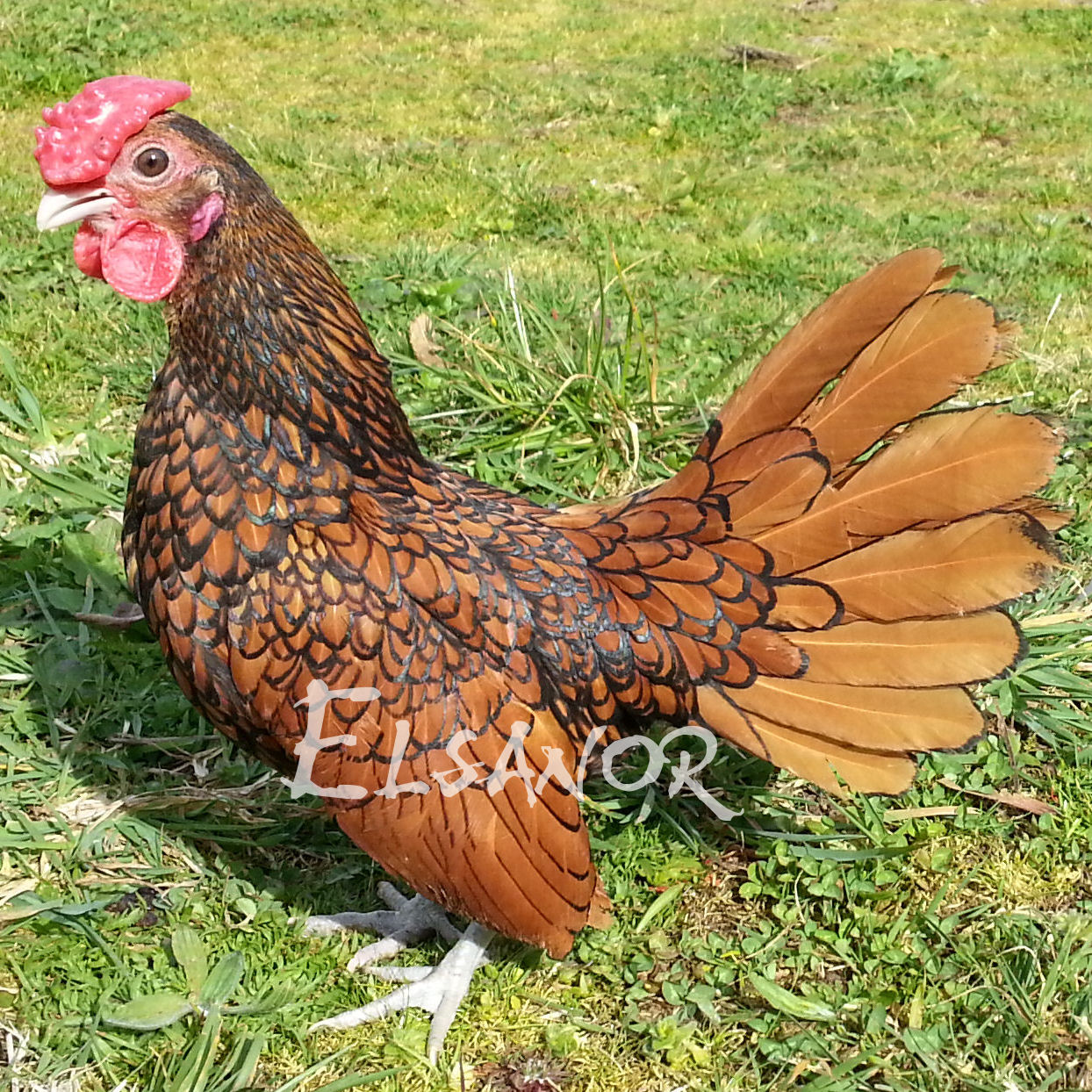 Poules de race Sebright