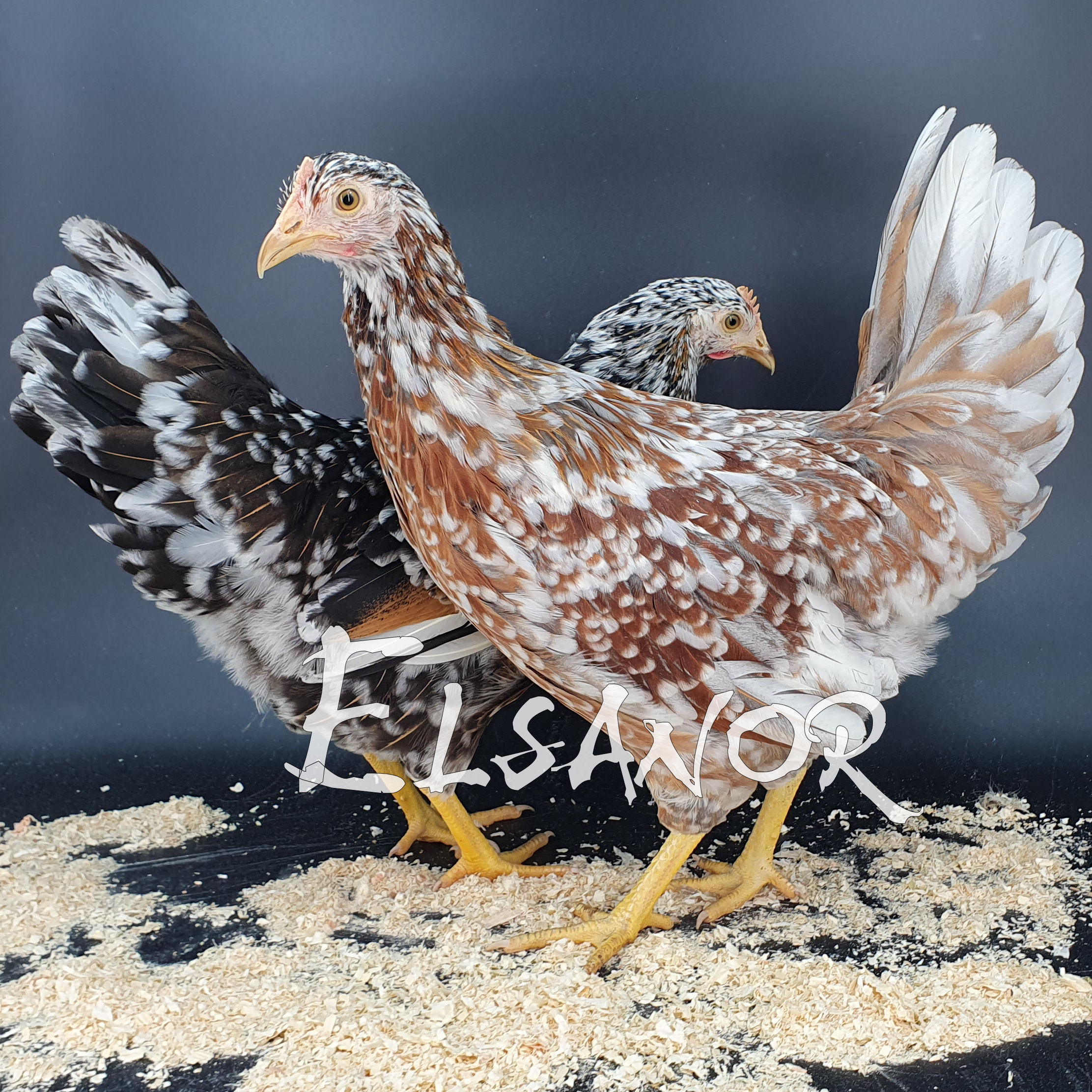 Poules de race Suedoise